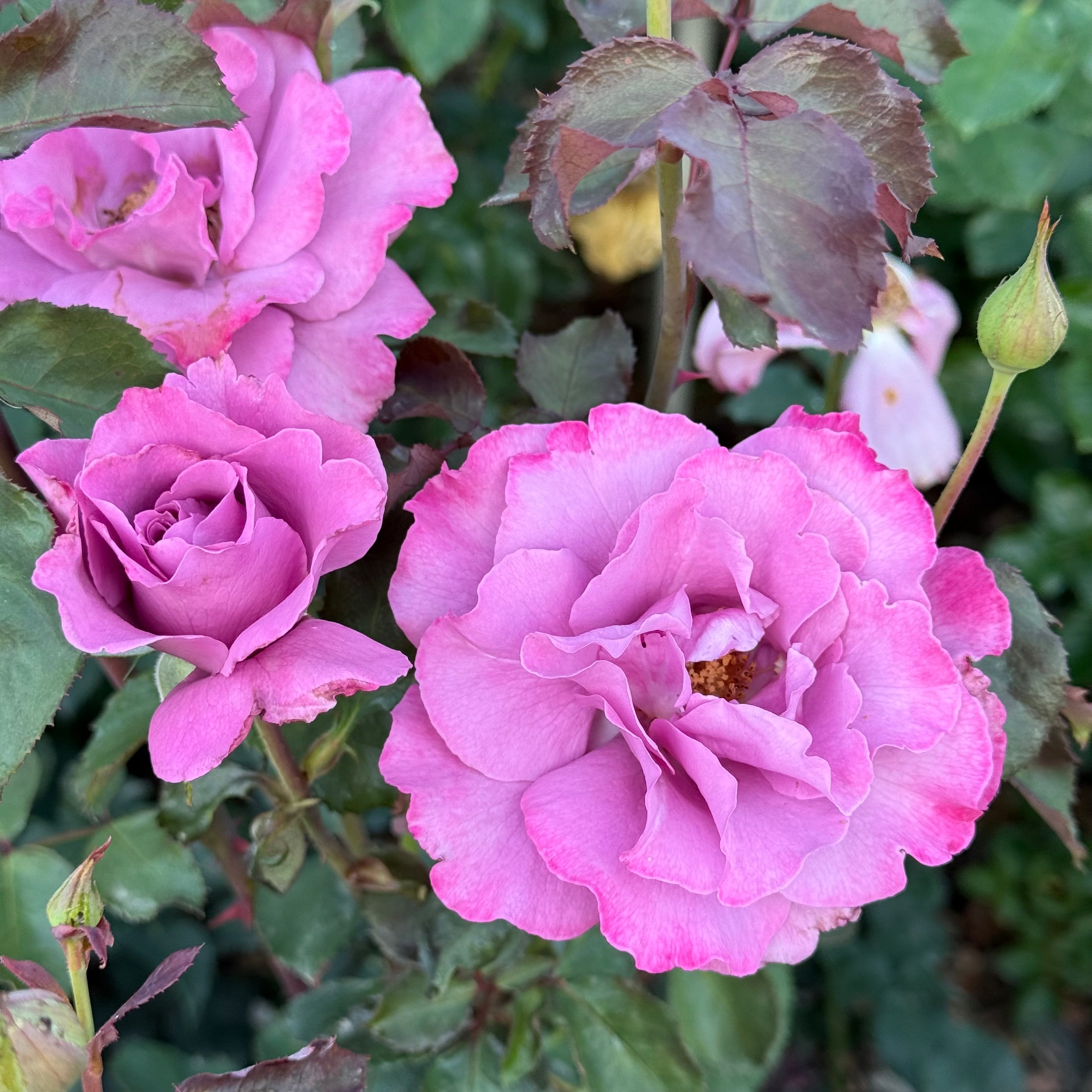 Angel Face Potted Tree Rose