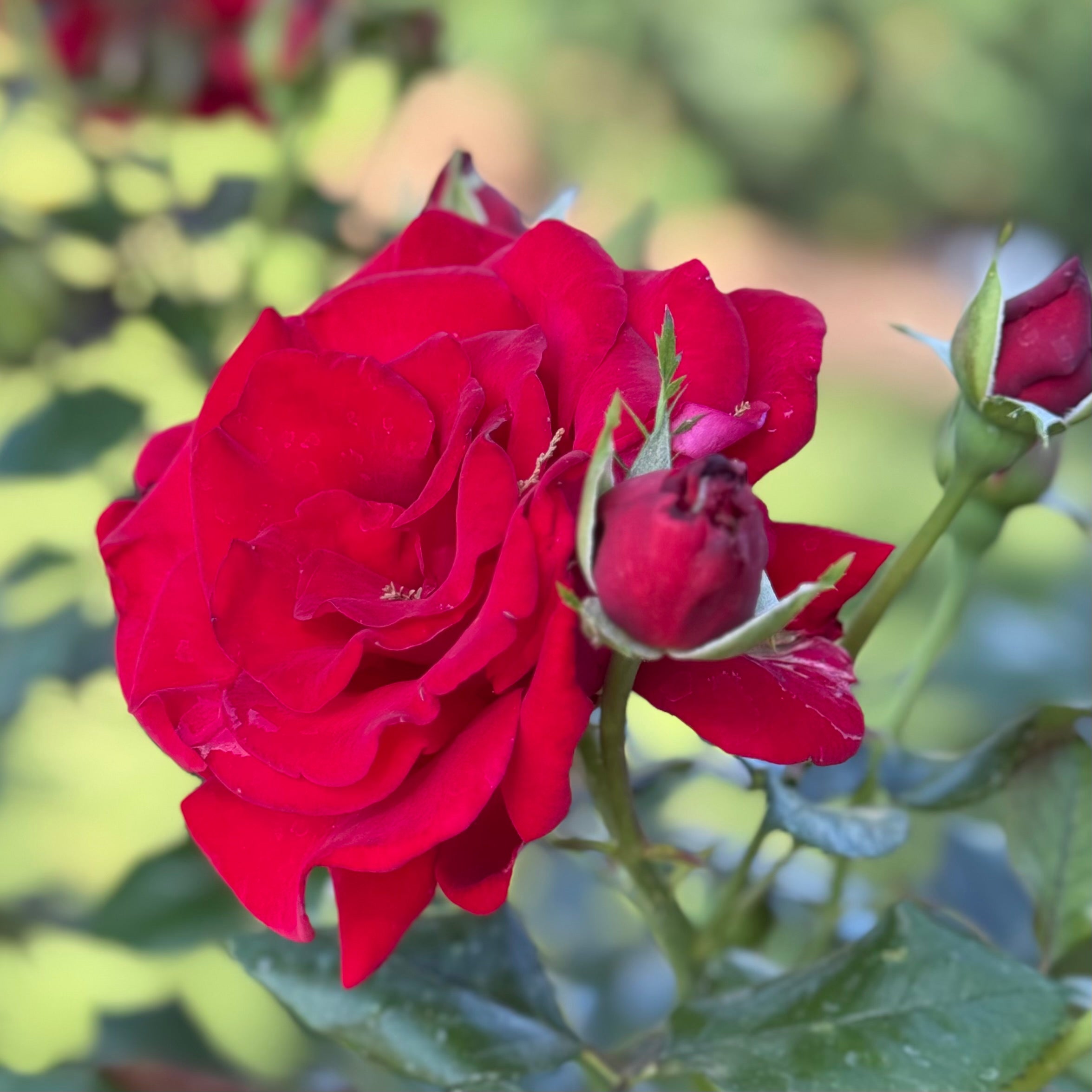 Drop Dead Red™ Potted Rose Bush