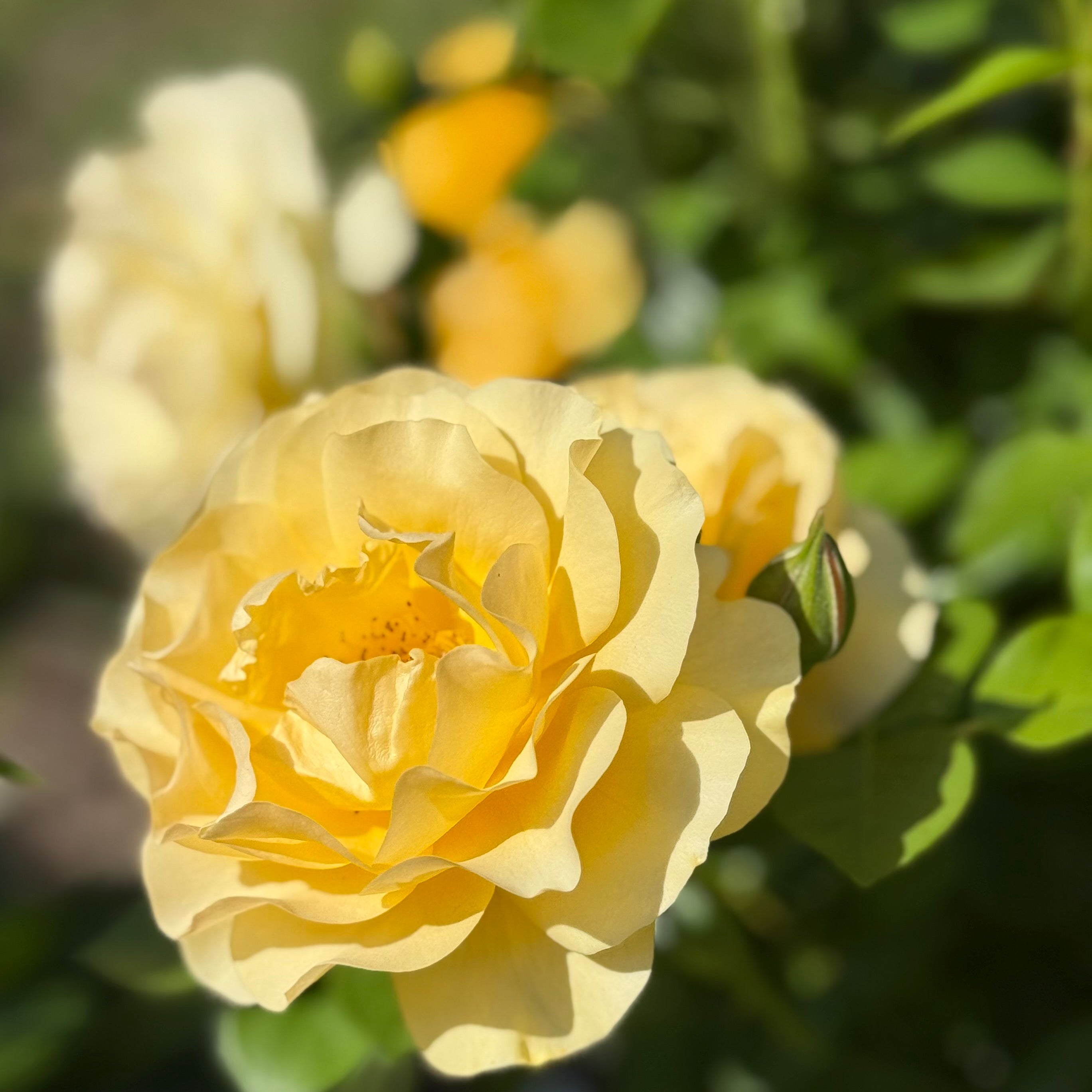 Julia Child™ Potted Tree Rose