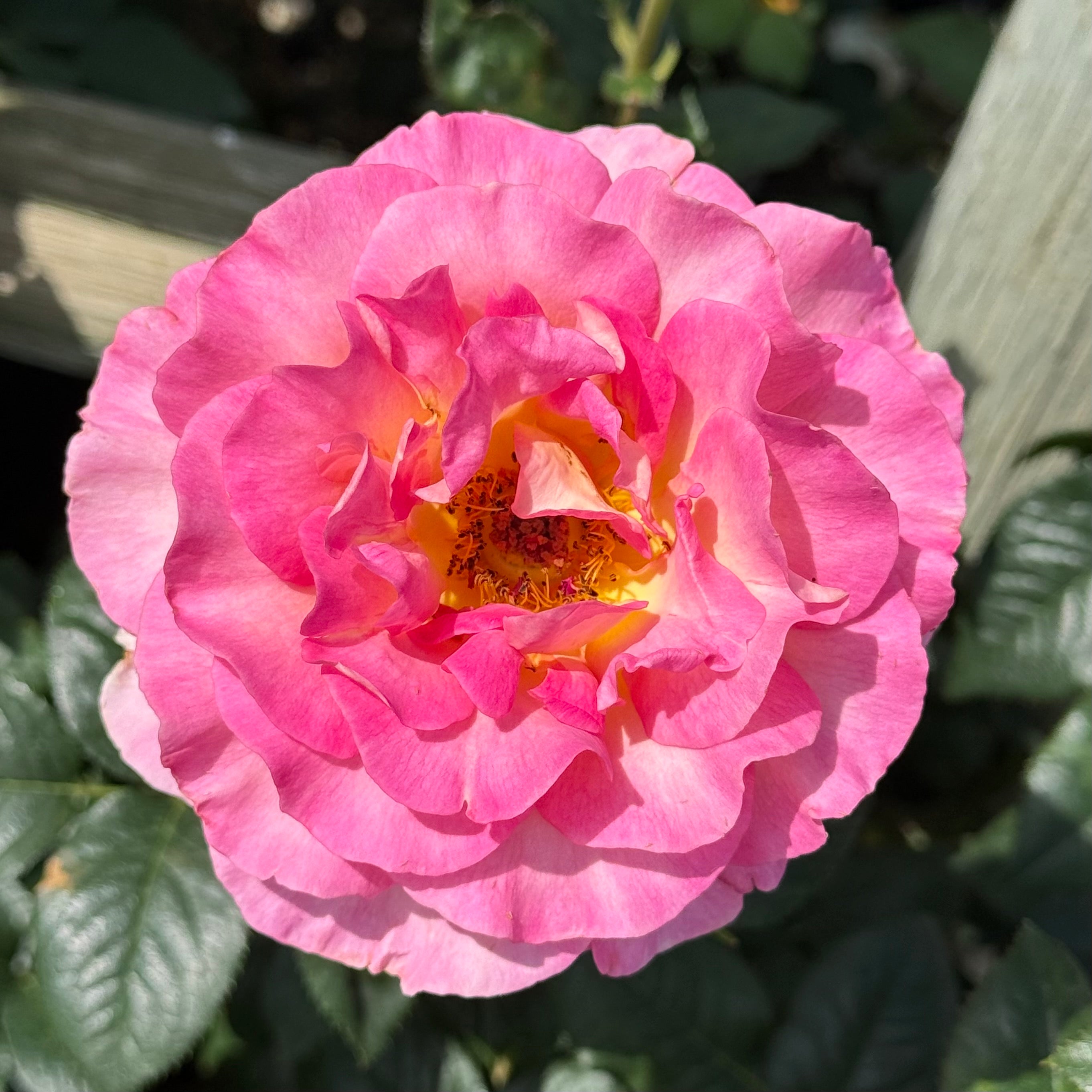 Julie Andrews Potted Rose Bush