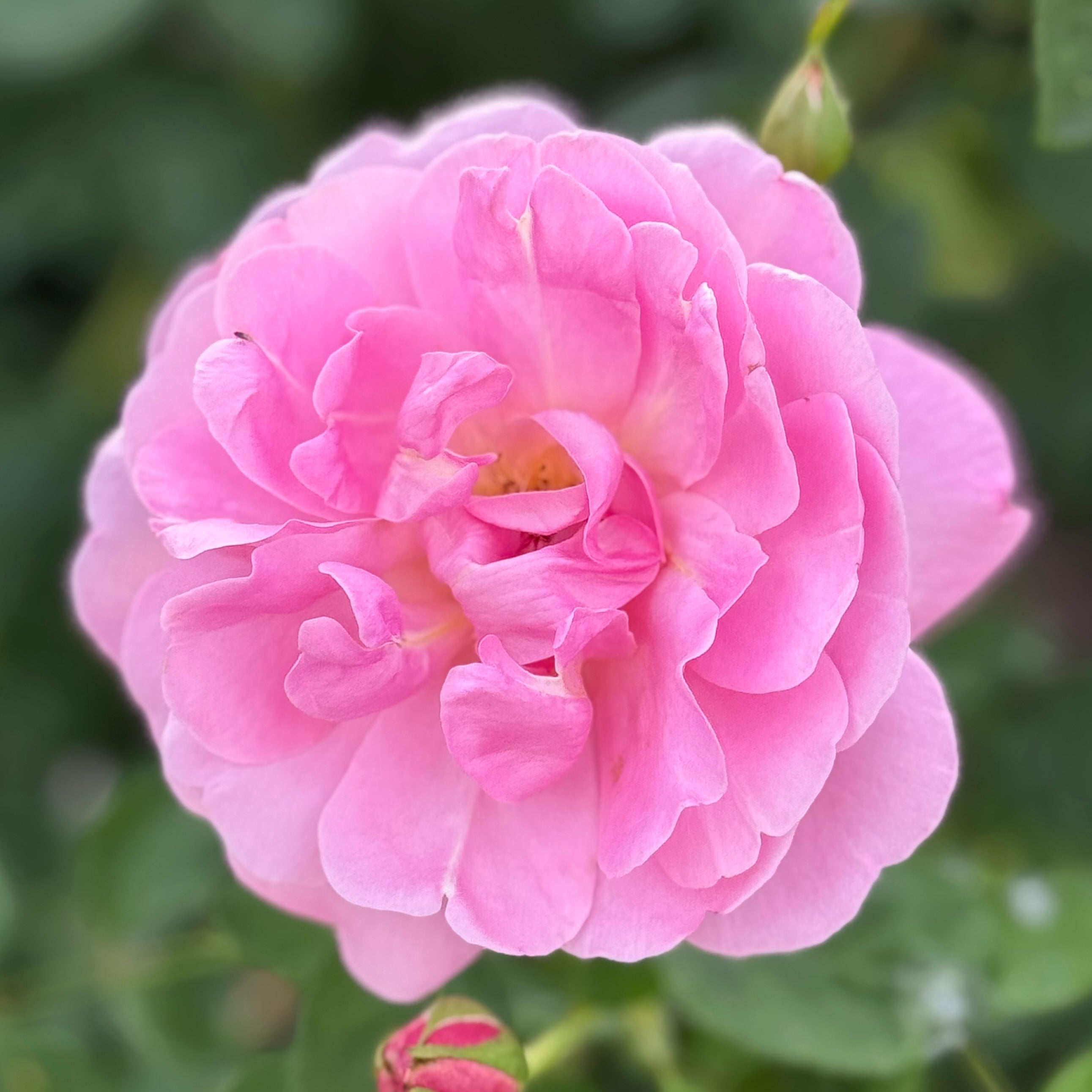 Sitting Pretty™ Potted Rose Bush