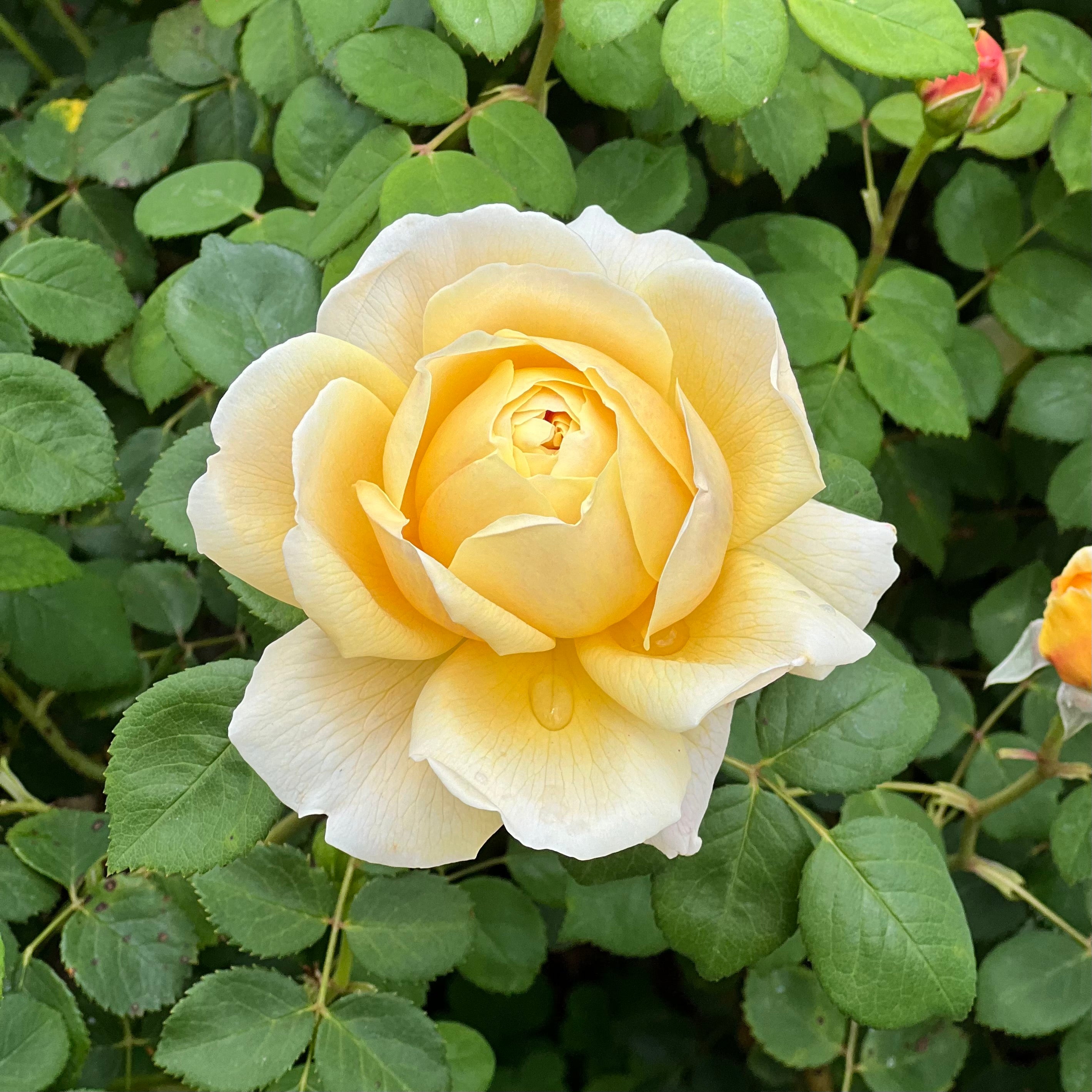 David Austin® Golden Celebration® Potted Climbing Rose