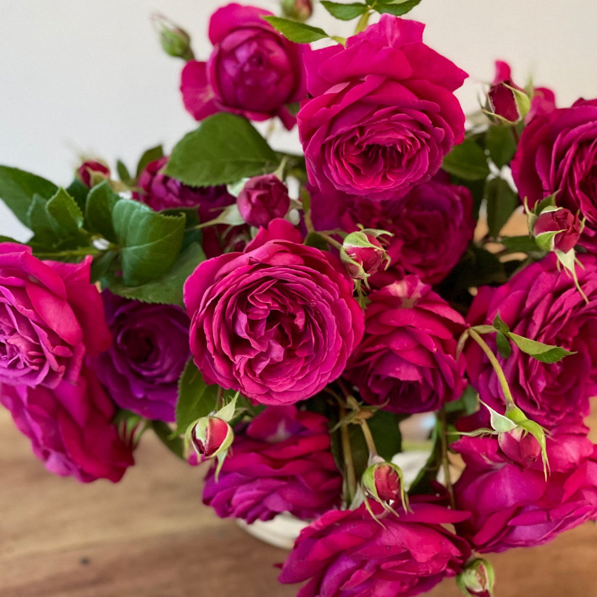 Celestial Night™ Potted Rose Bush