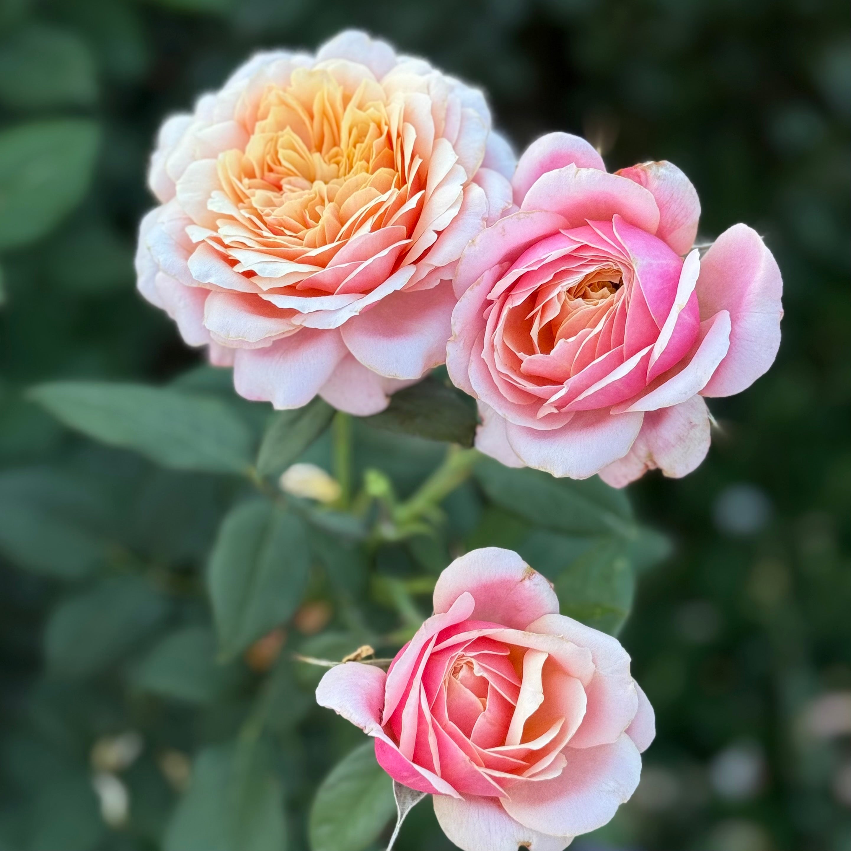 State of Grace ™ Potted Rose Bush