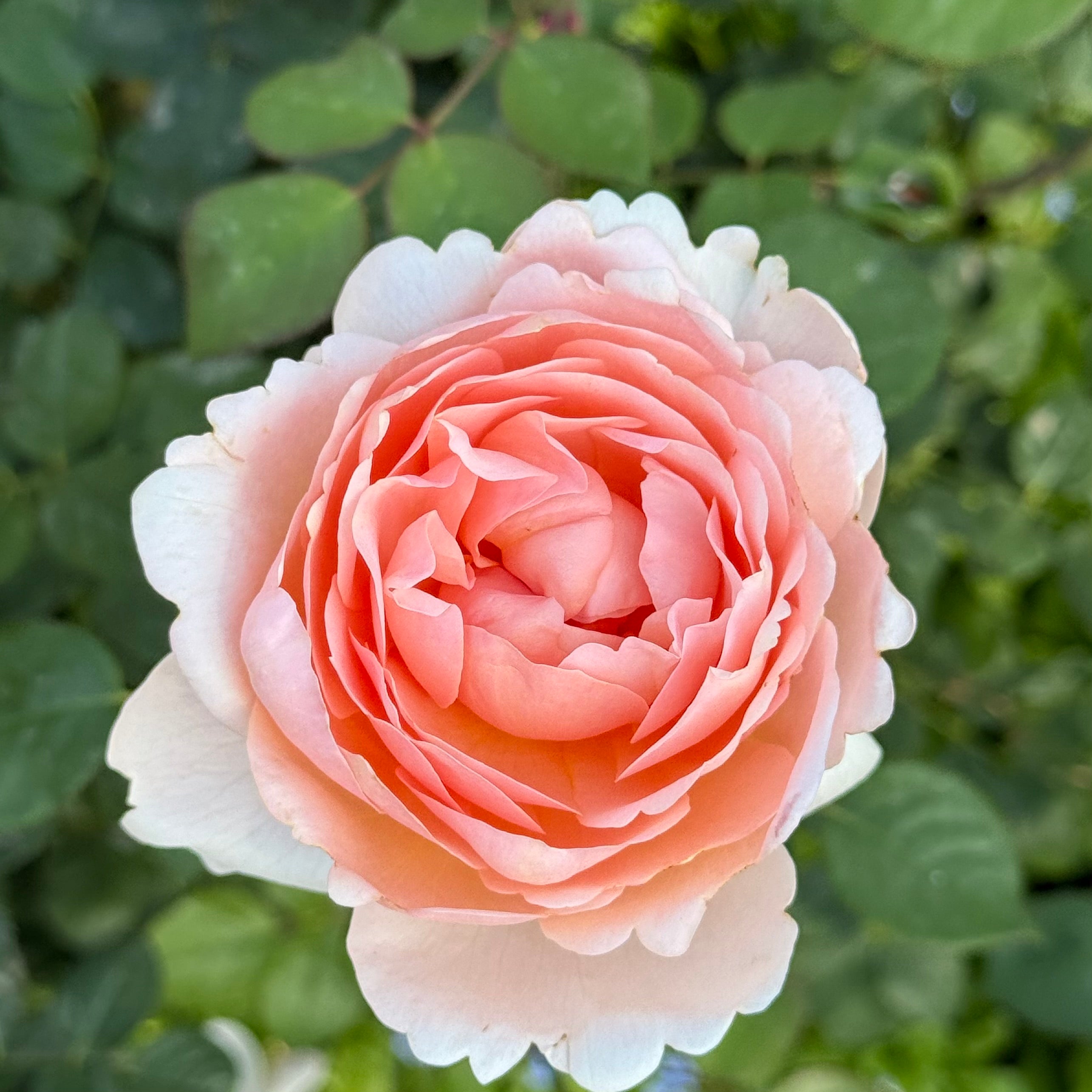 David Austin® Ambridge® Potted Rose Bush