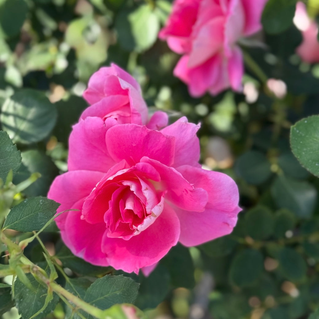Carefree Wonder™ Potted Rose Bush