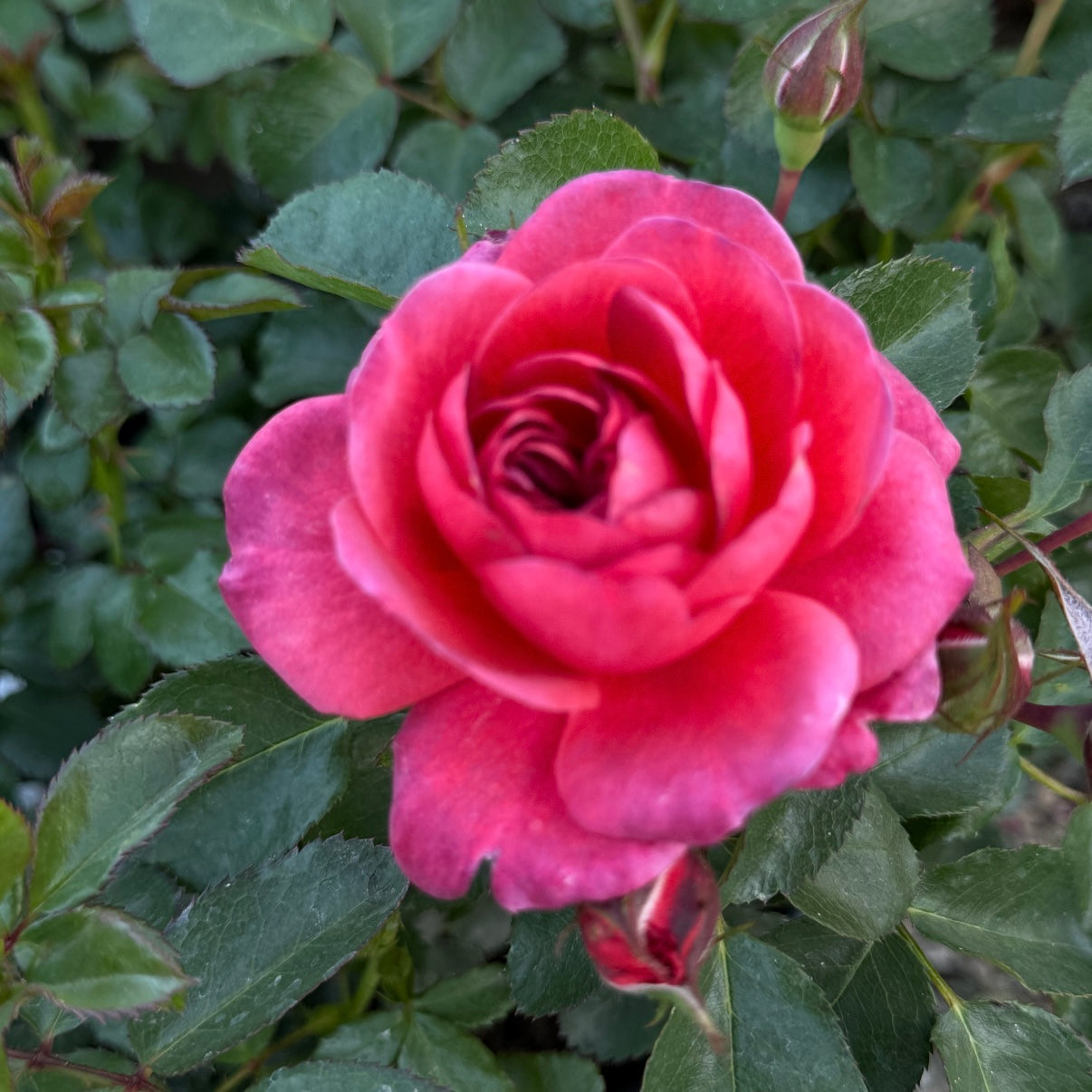 Desert Sky™ Potted Rose Bush