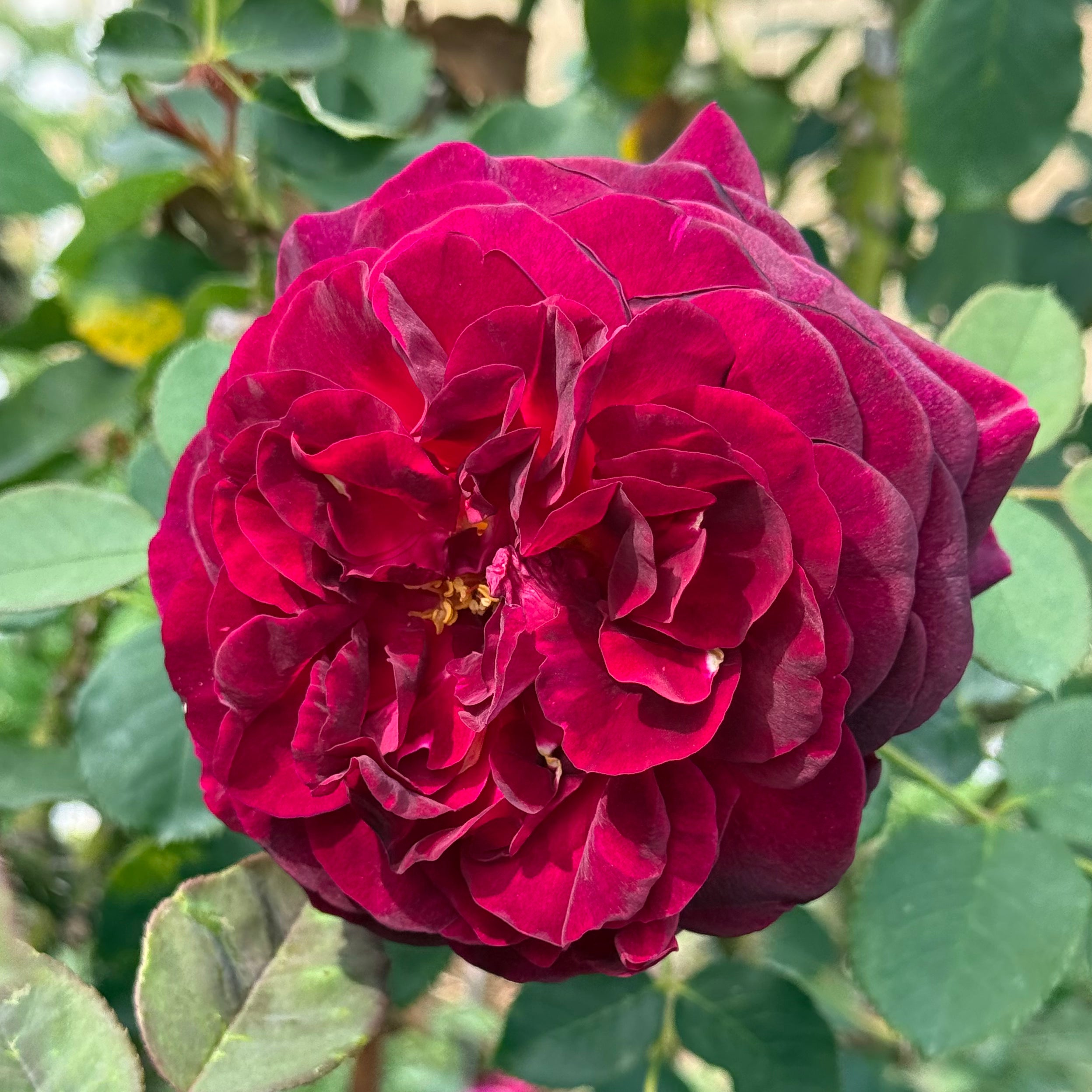 David Austin® Munstead Wood® Potted Rose Bush