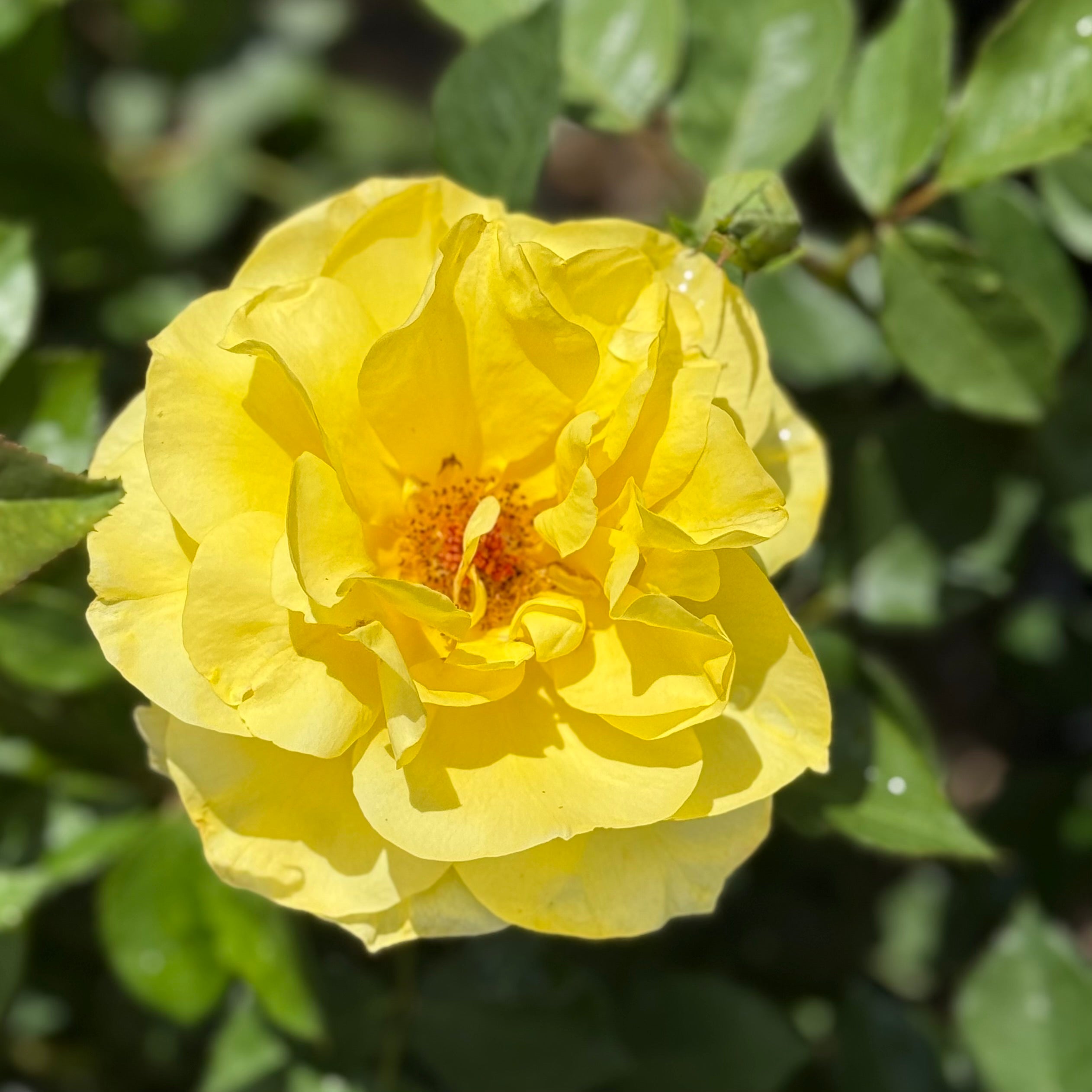 Sunsprite™ Potted Rose Bush