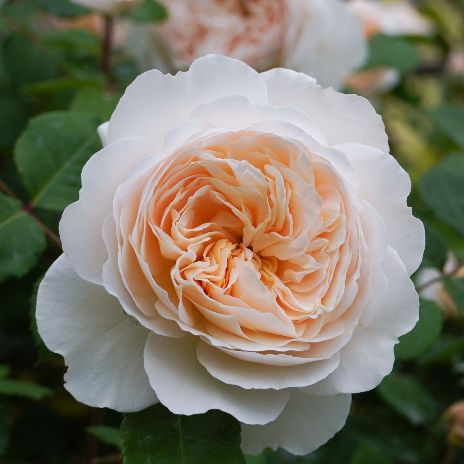 David Austin ® Crocus Rose Potted Rose Bush
