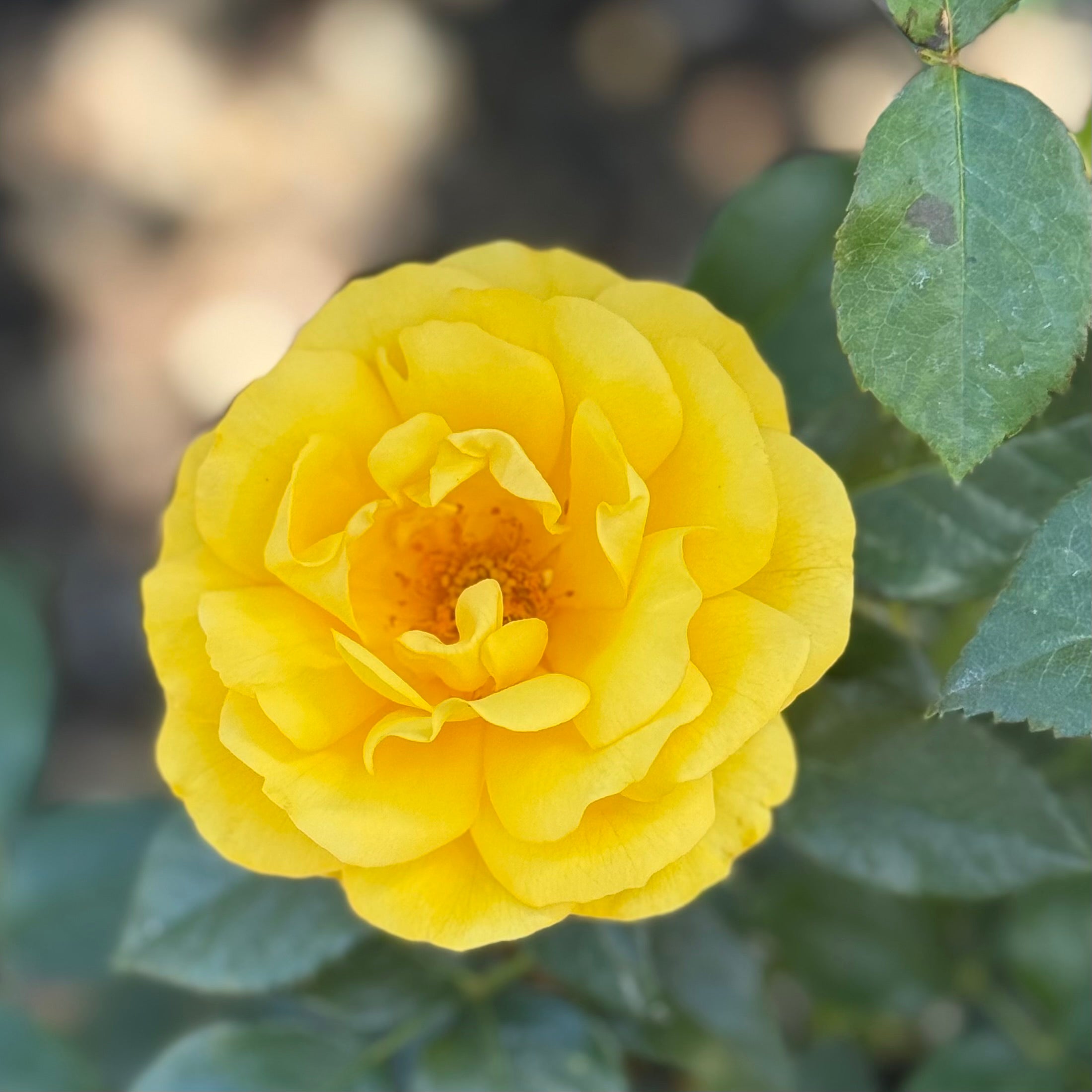 Veranda® Sunbeam™ Bare Root Rose Bush