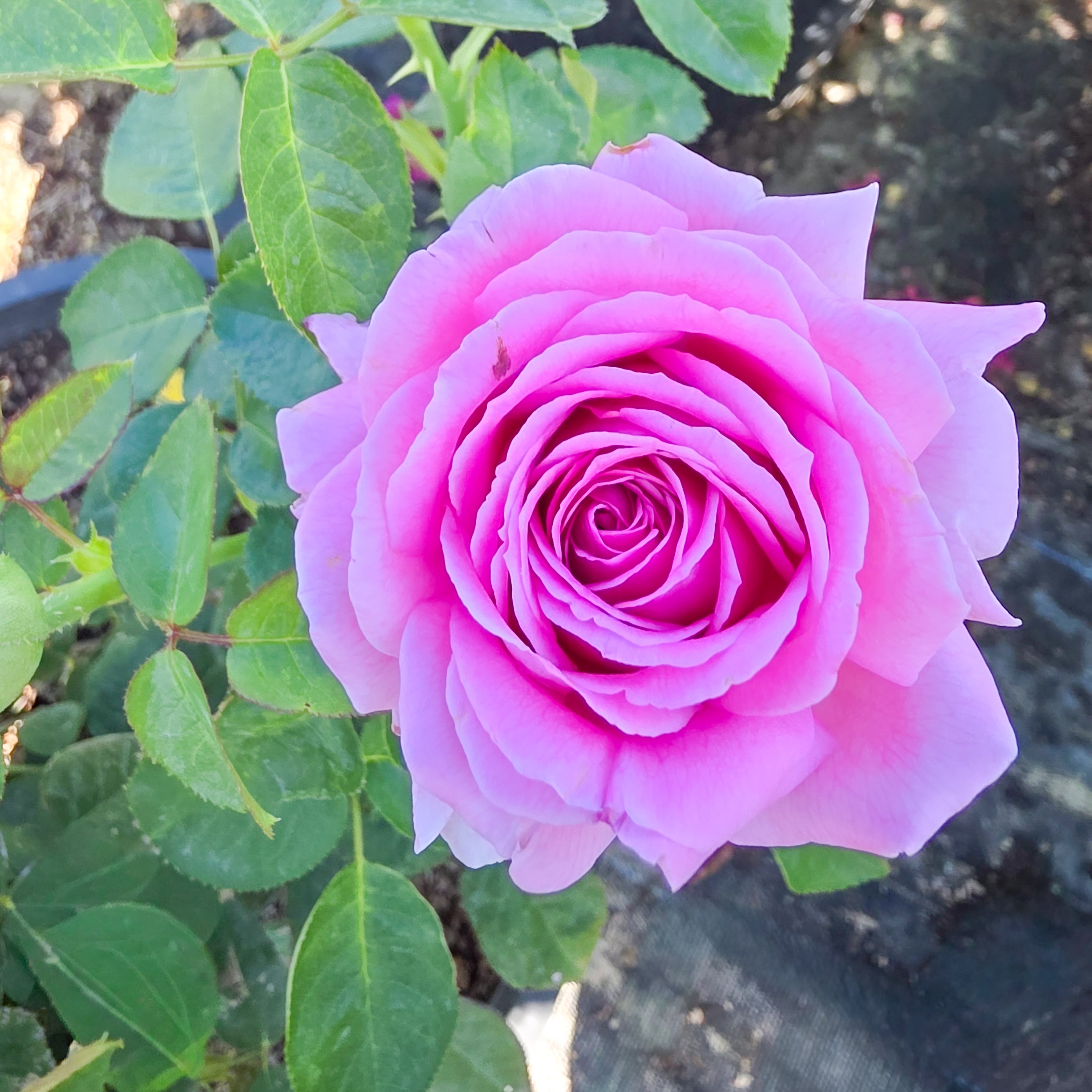 Héloïse-Grace™ Potted Rose Bush