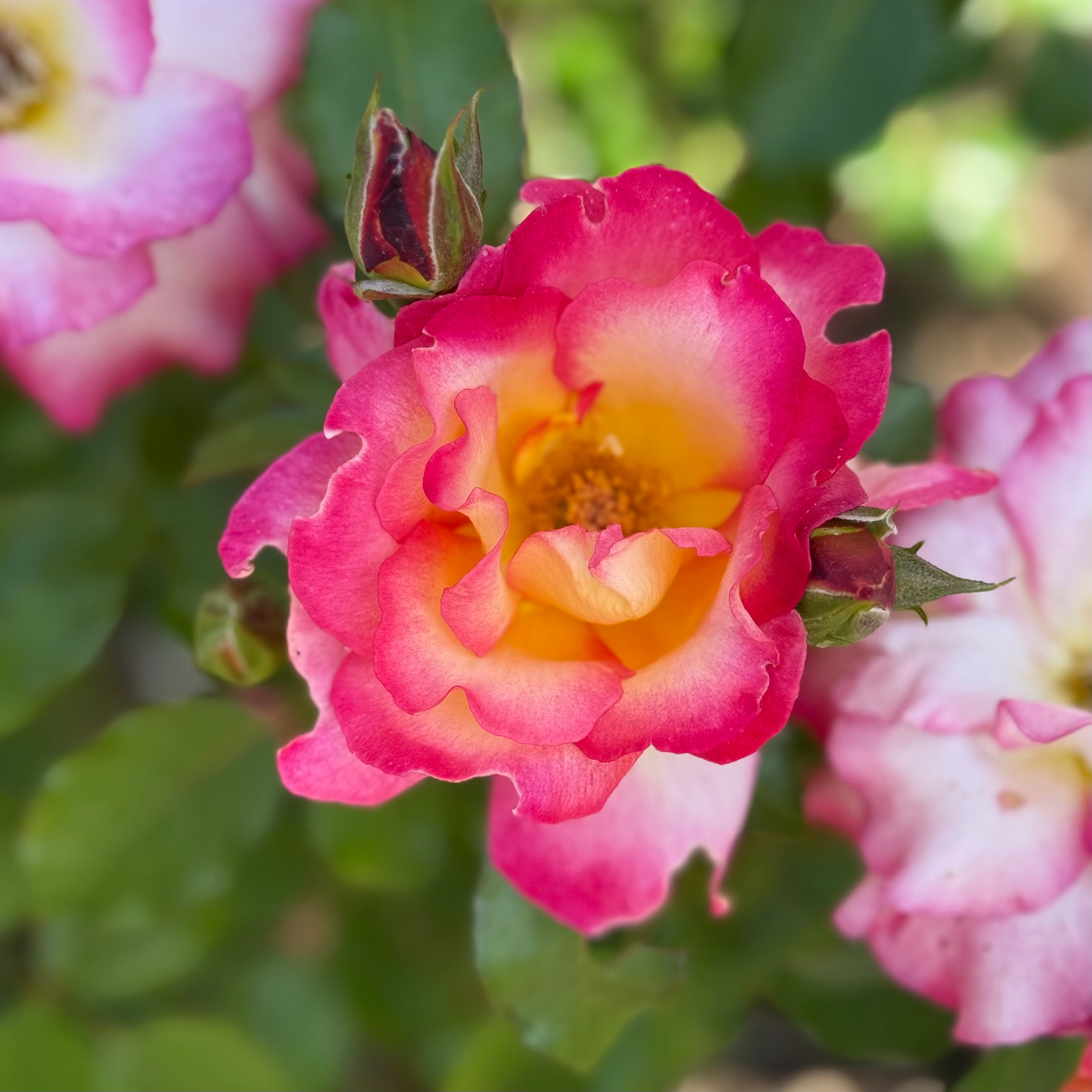Rainbow Sorbet™ Potted Rose Bush
