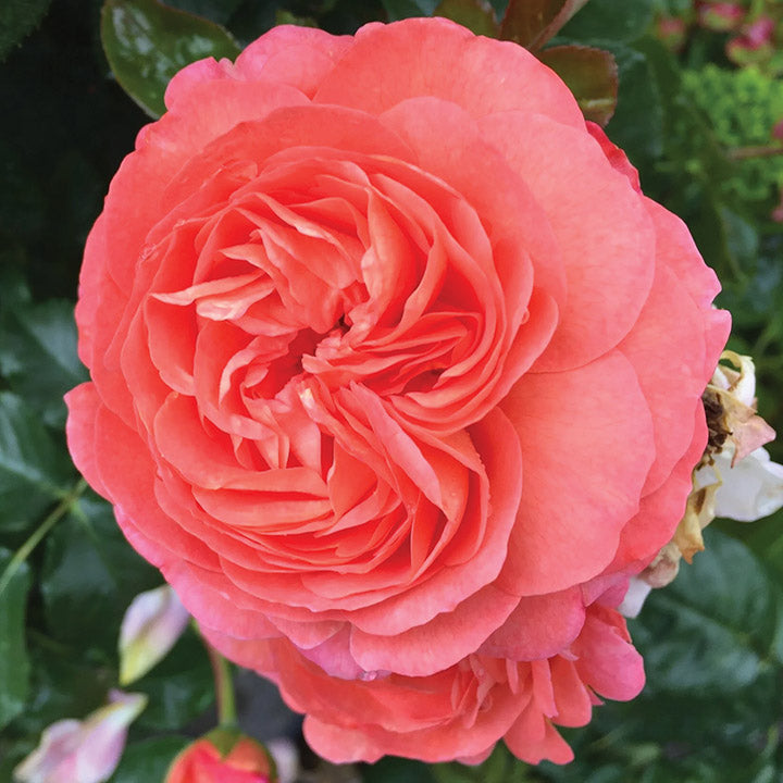 Anglia Love™ (A.K.A. Coquitlam) Bare Root Rose Bush