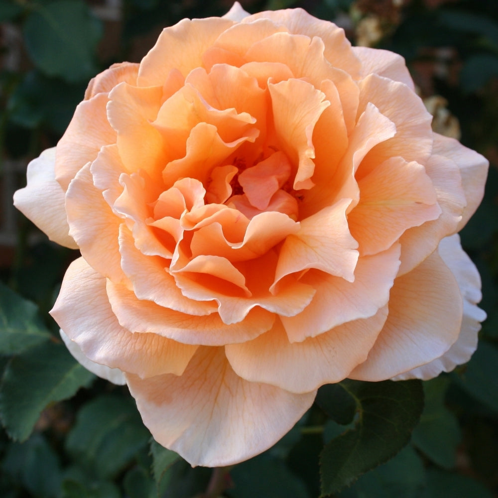 Just Joey Bare Root Rose Bush