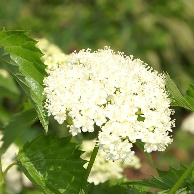 Viburnum Blue Muffin® Potted Arrowwood Viburnum Plant
