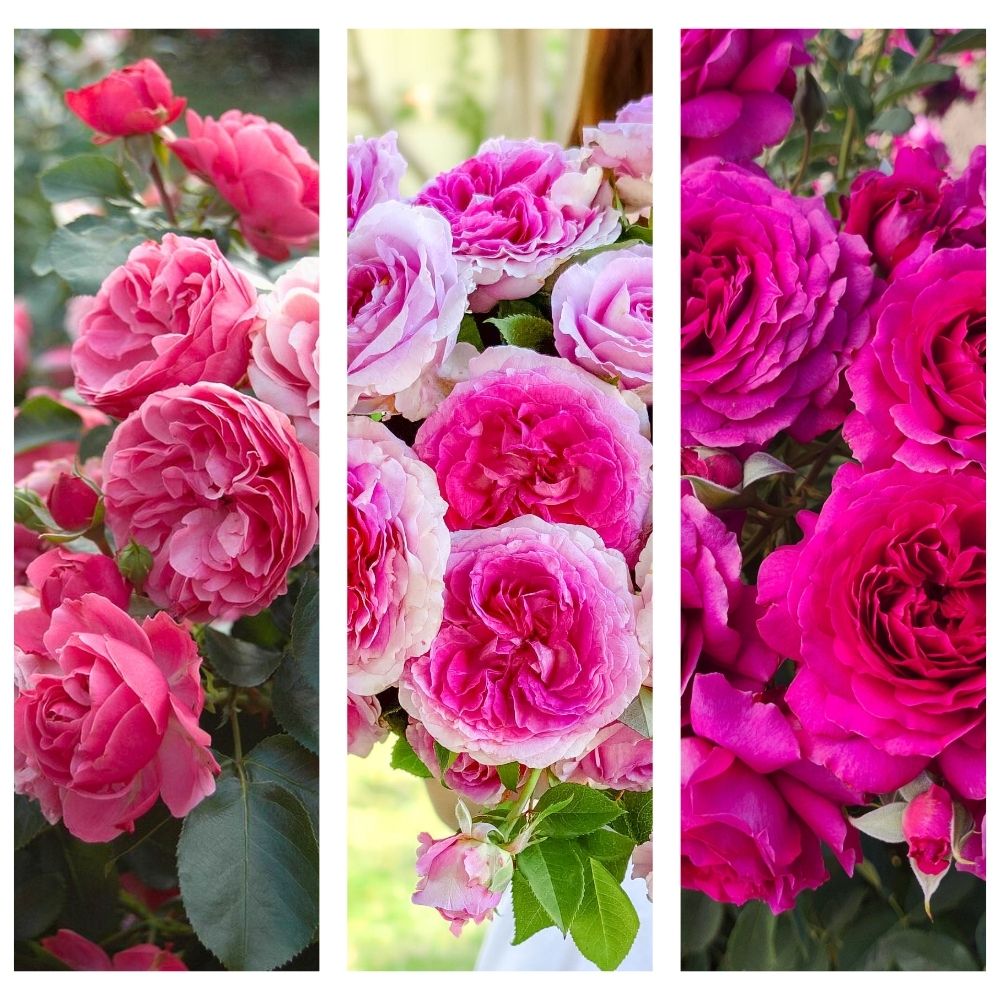 Ryan 50K Celebration Box