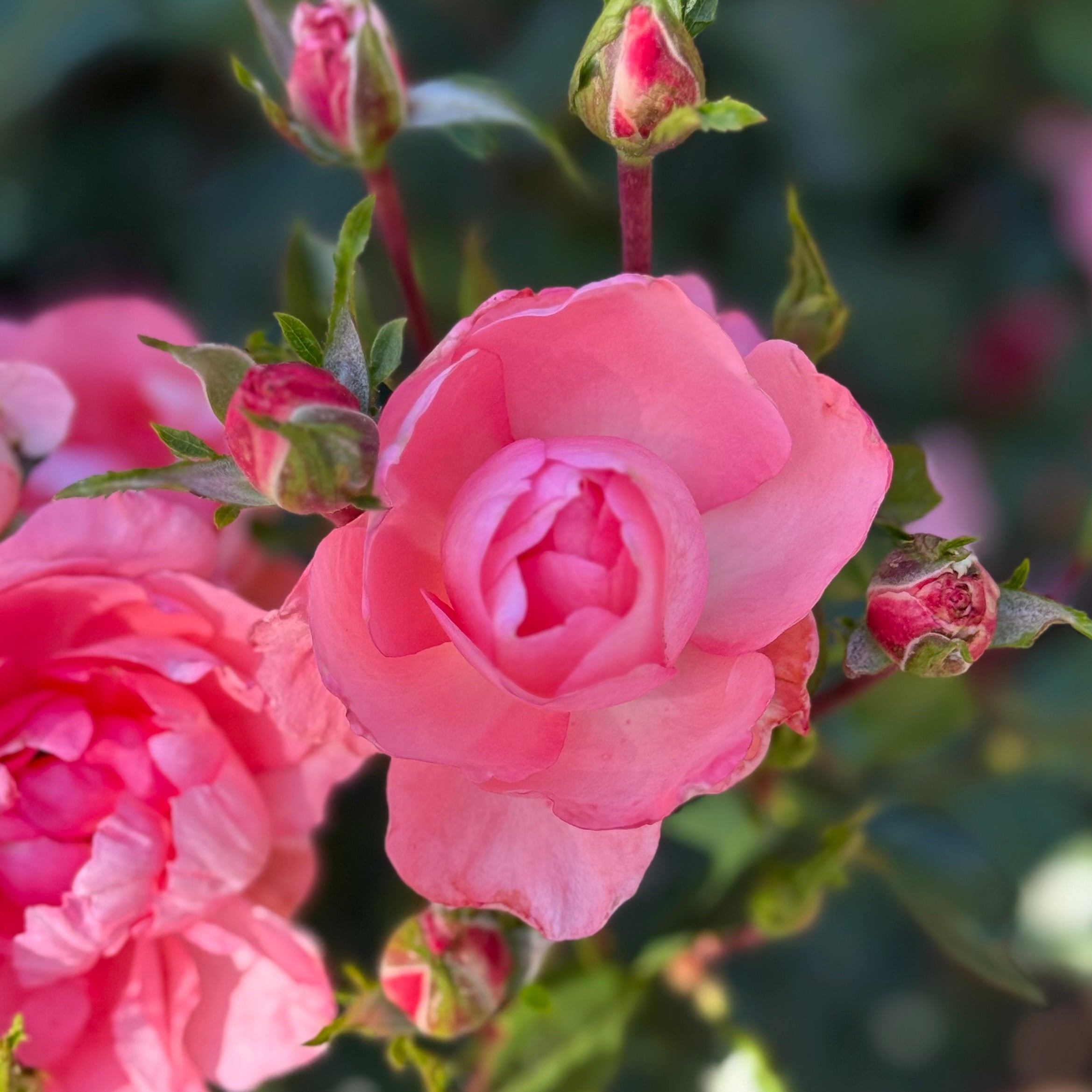 Passionate Kisses® Potted Rose Bush