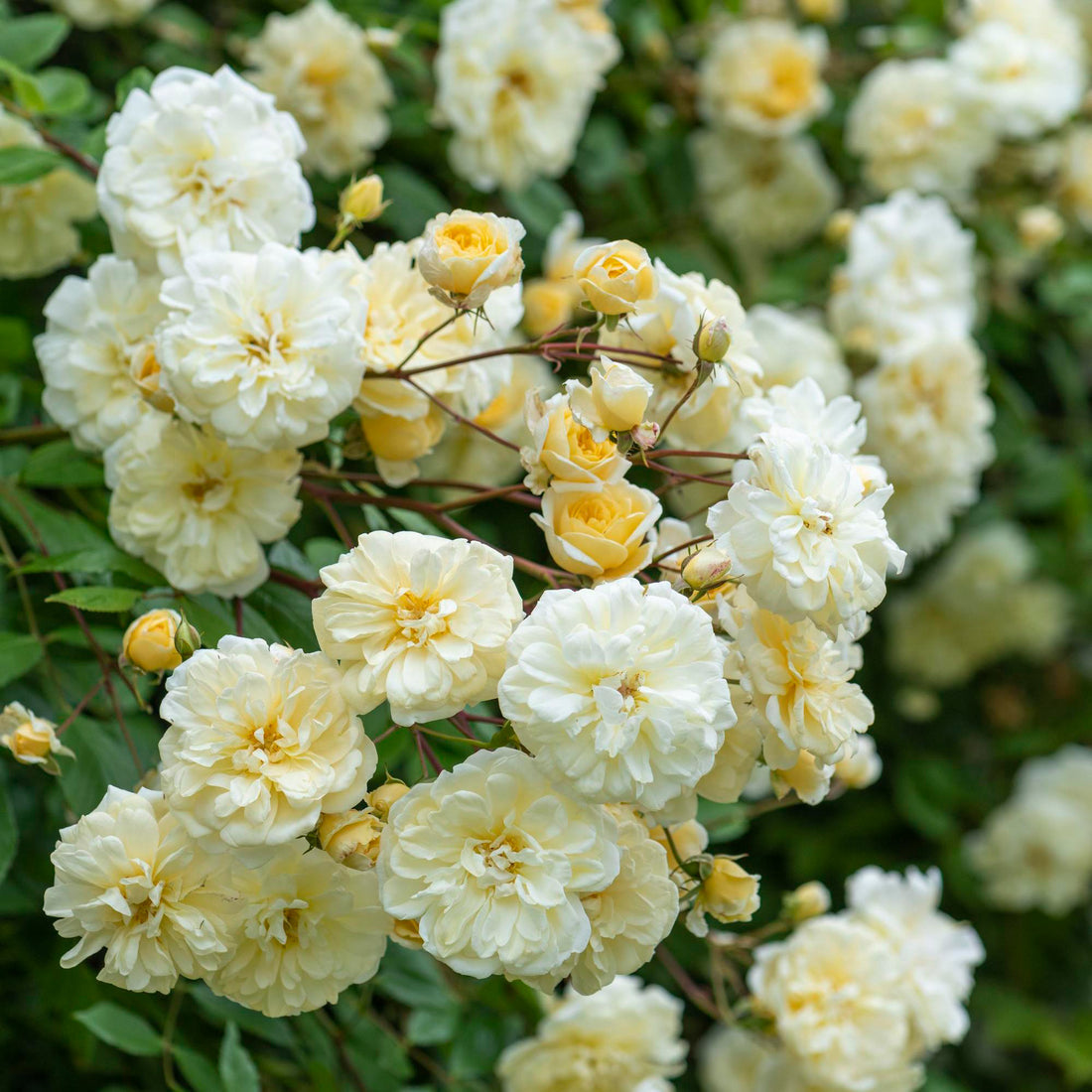 Malvern Hills Climbing Rose | David Austin Rambling Rose | Grace