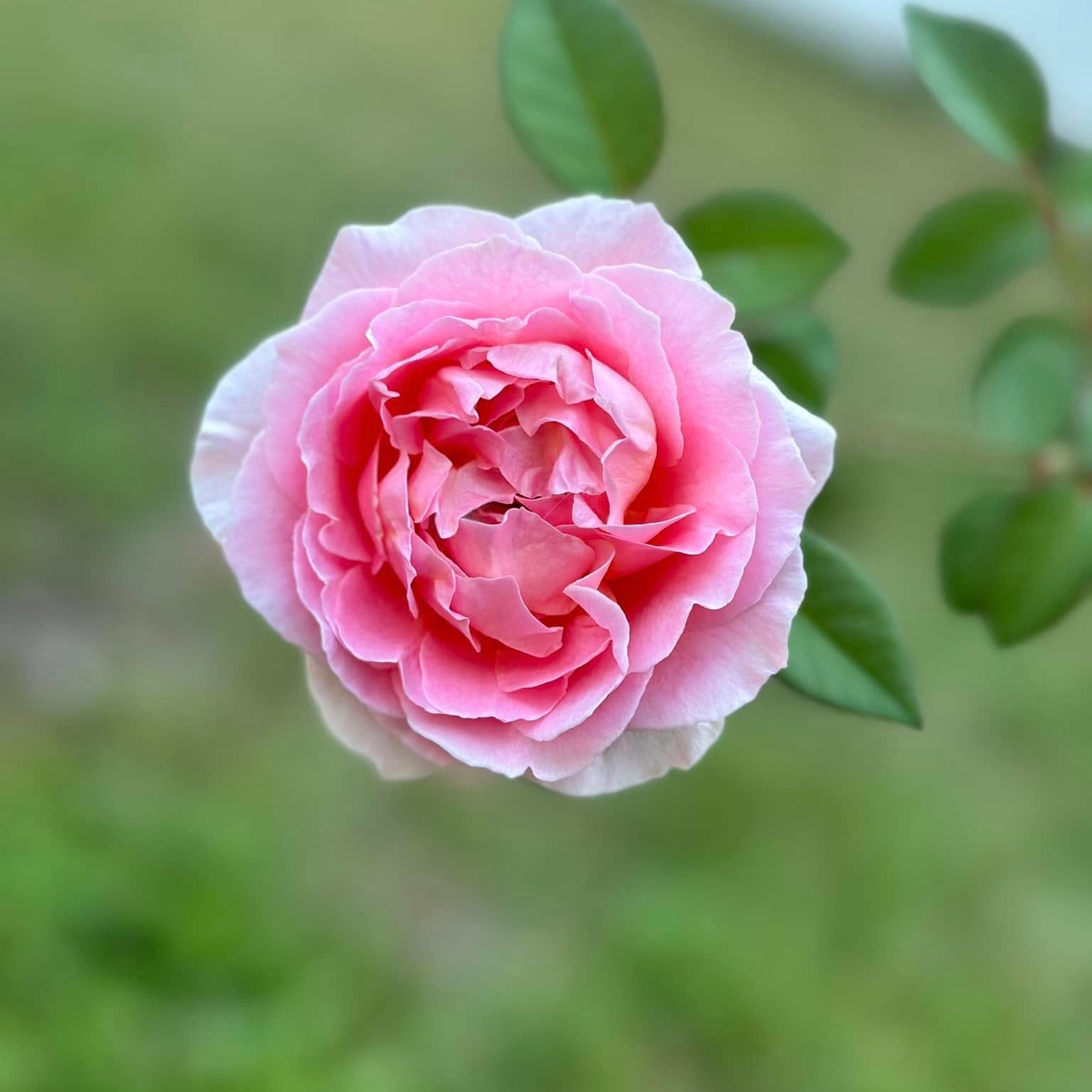 April Love Potted Rose Bush
