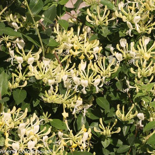 Honeysuckle 'Scentsation' Potted Honeysuckle Plant