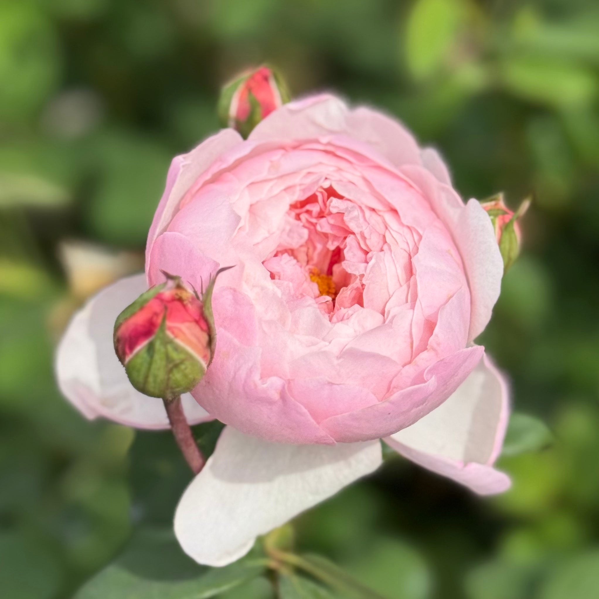 David Austin® The Alnwick Rose® Potted Rose Bush