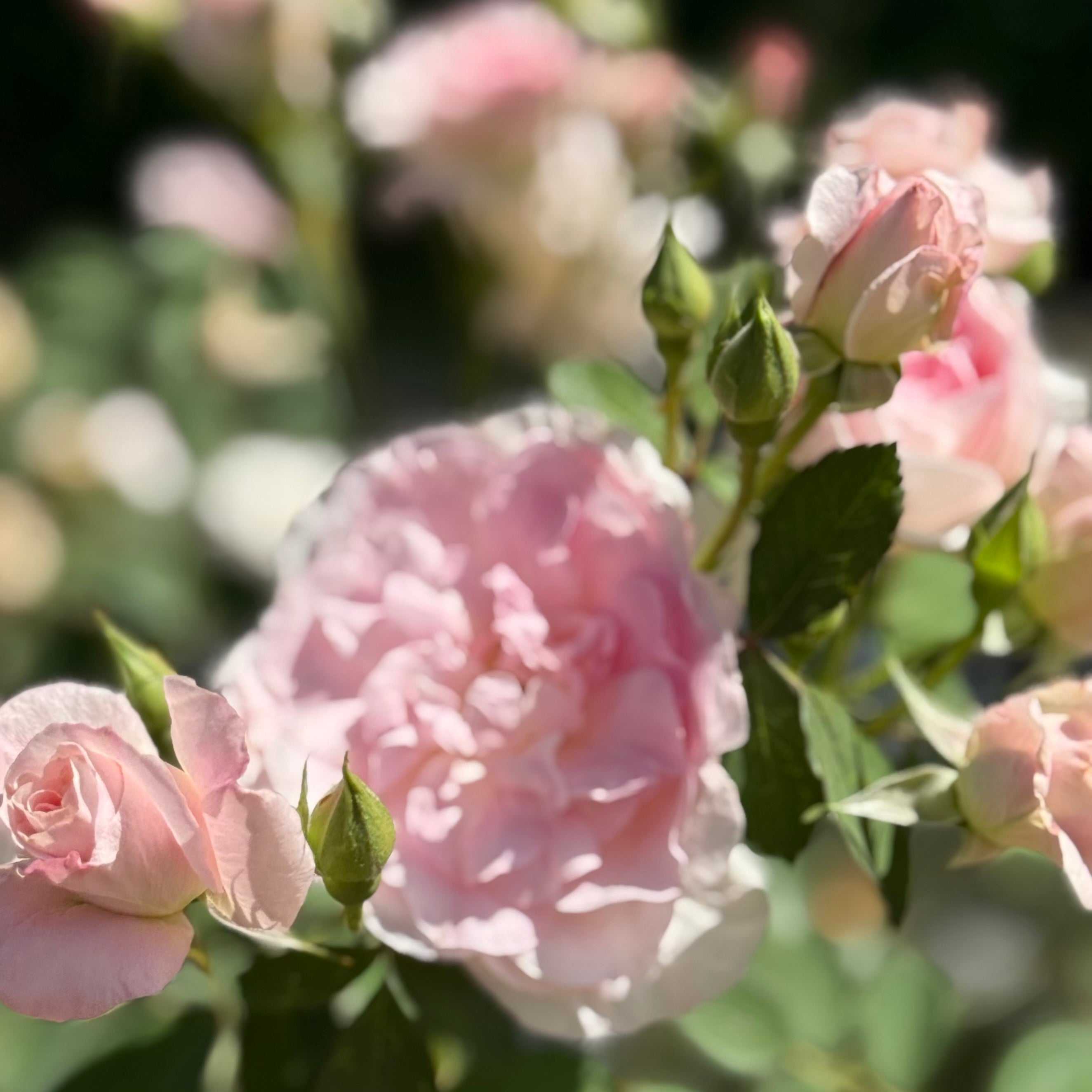 Martin Frobisher Potted Rose Bush