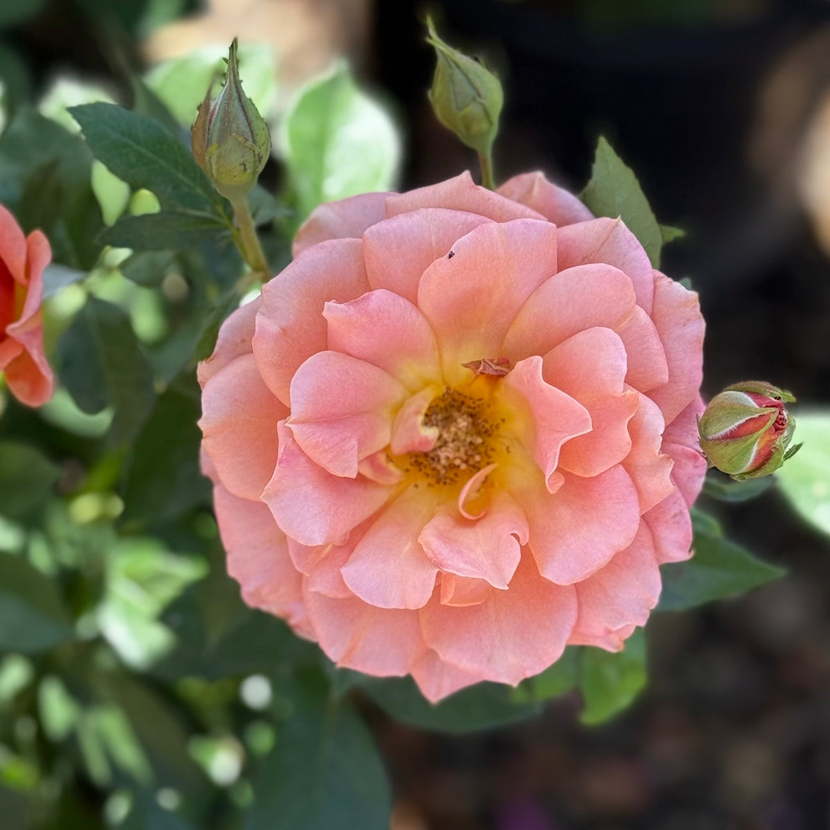 Pumpkin Patch™ Bare Root Rose Bush