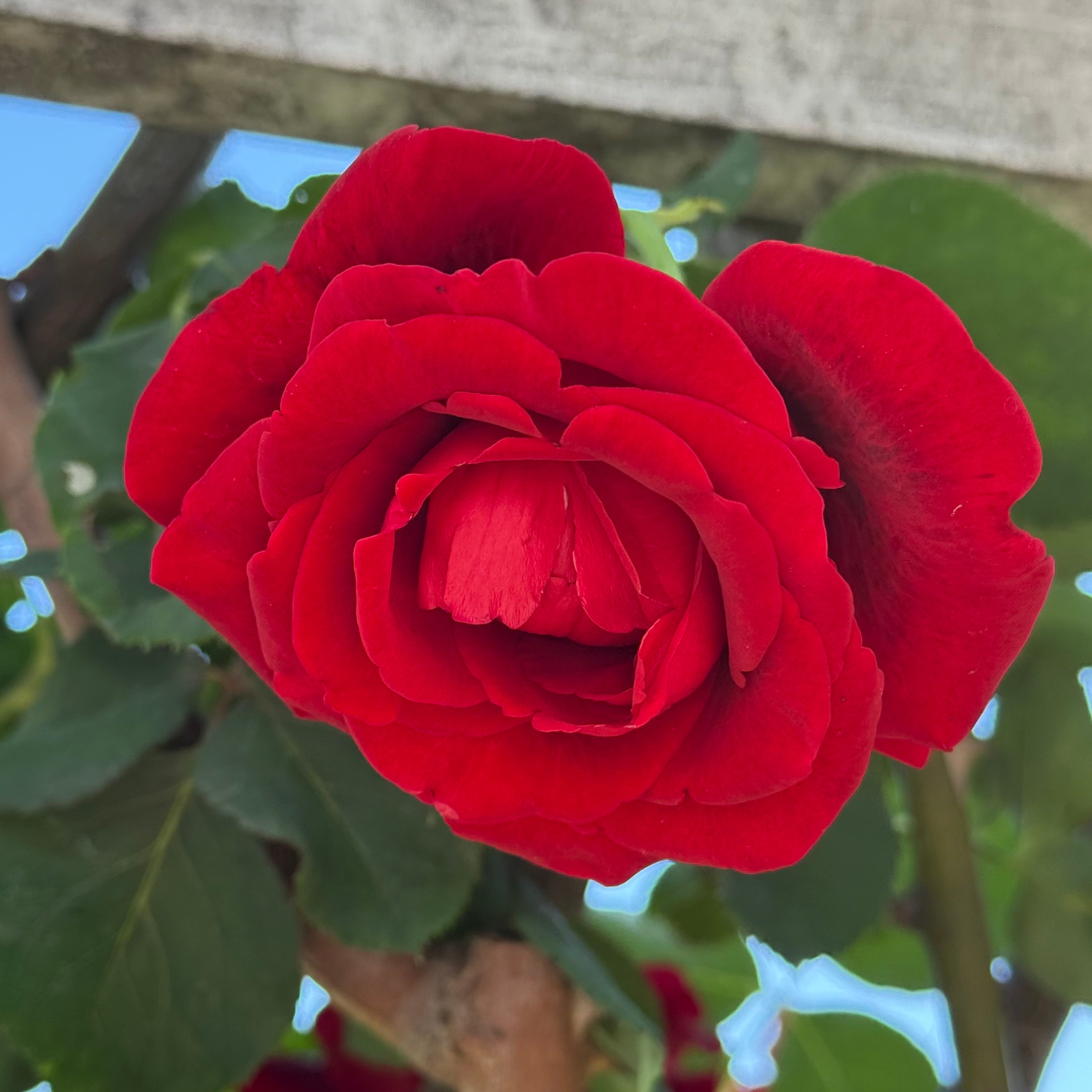 Don Juan™ Bare Root Climbing Rose