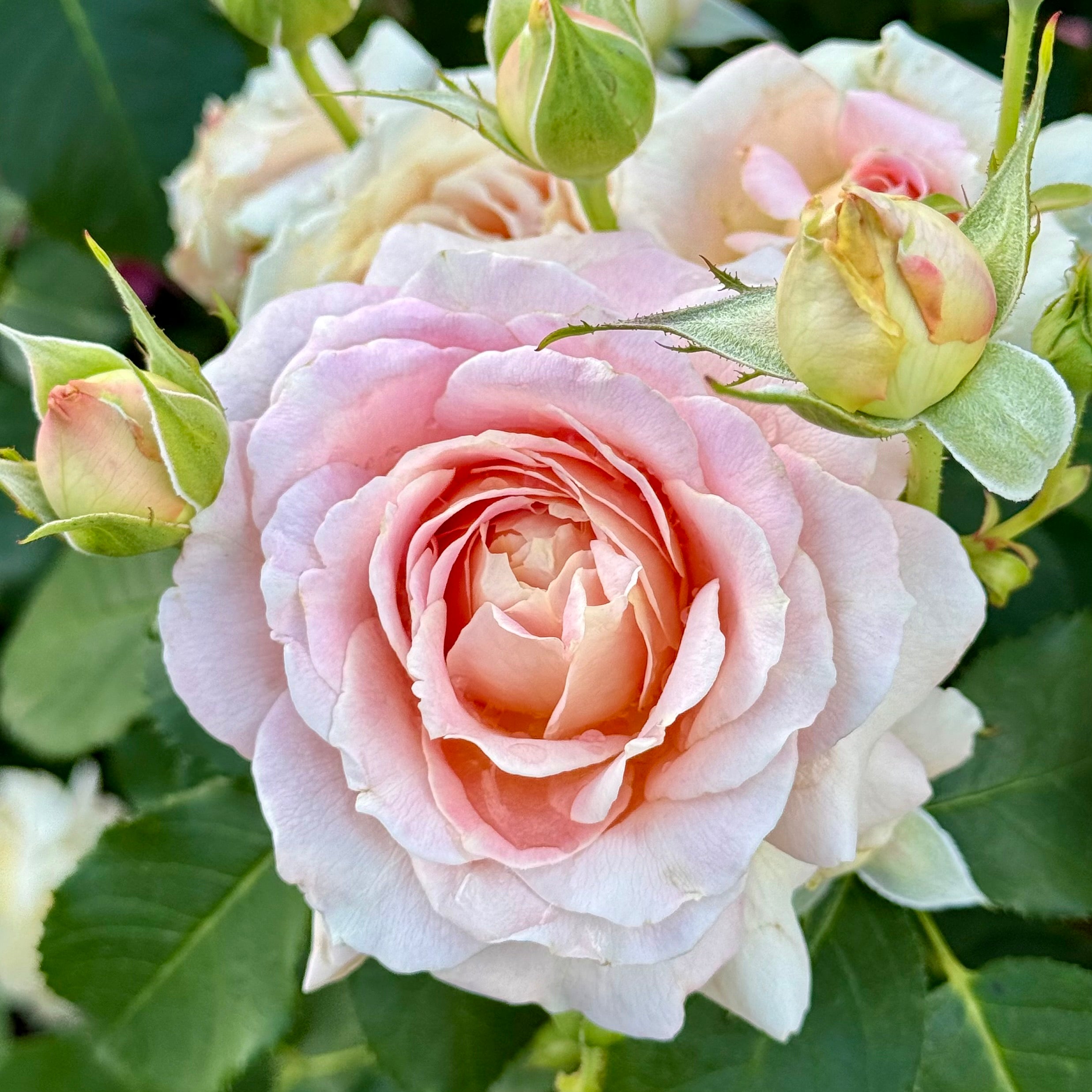 Fun in the Sun™ Potted Rose Bush