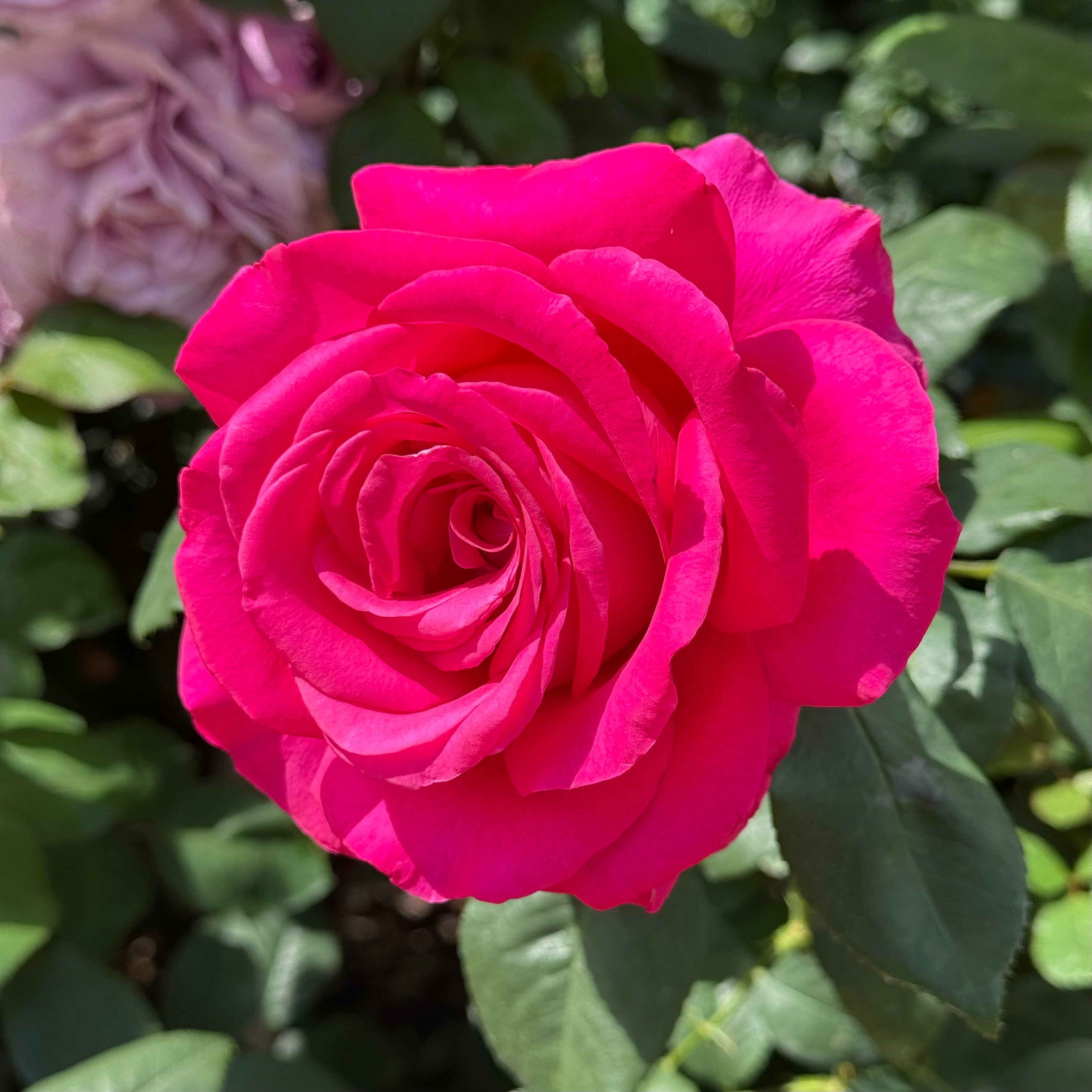 All My Loving™ Potted Rose Bush