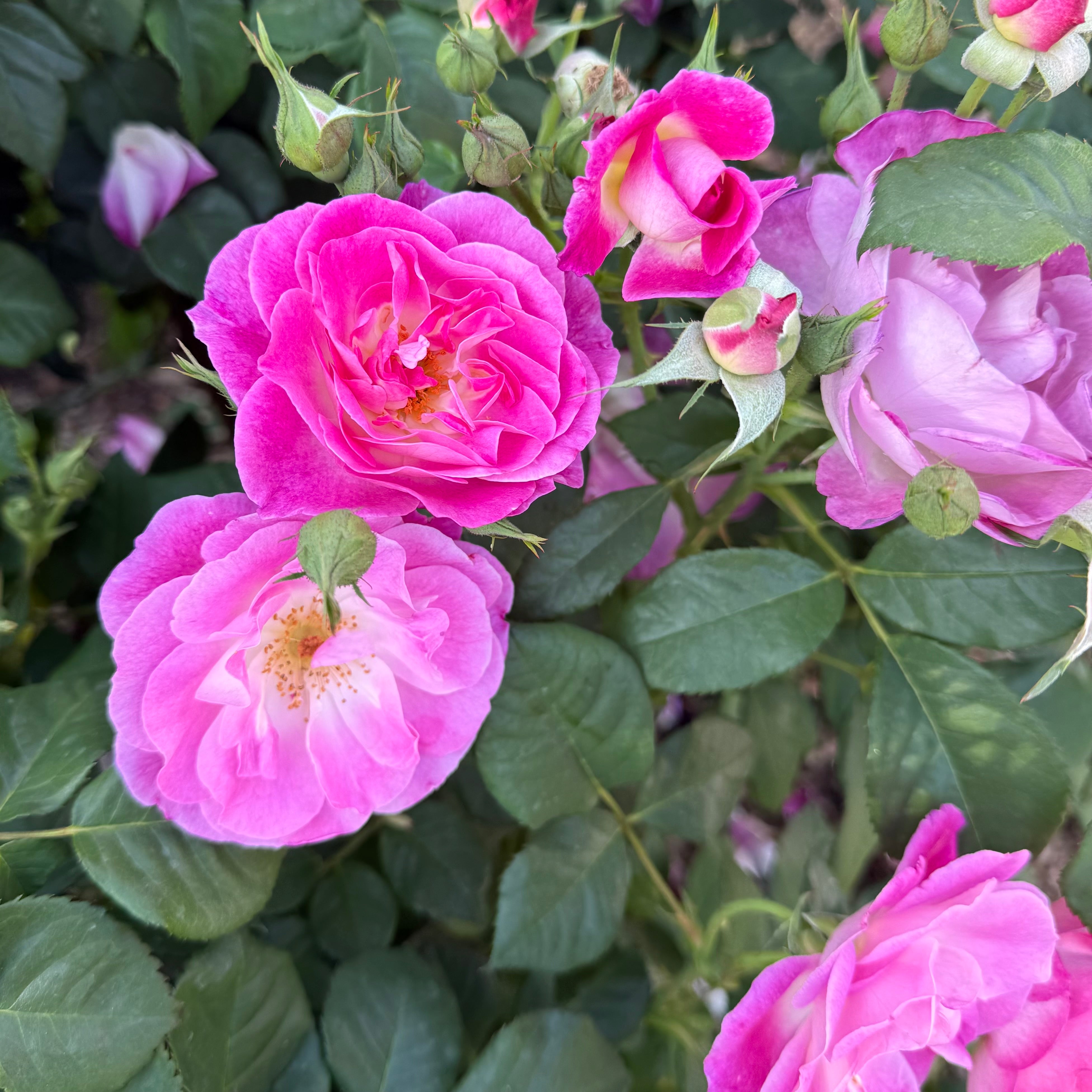 Easy to Please® Potted Rose Bush