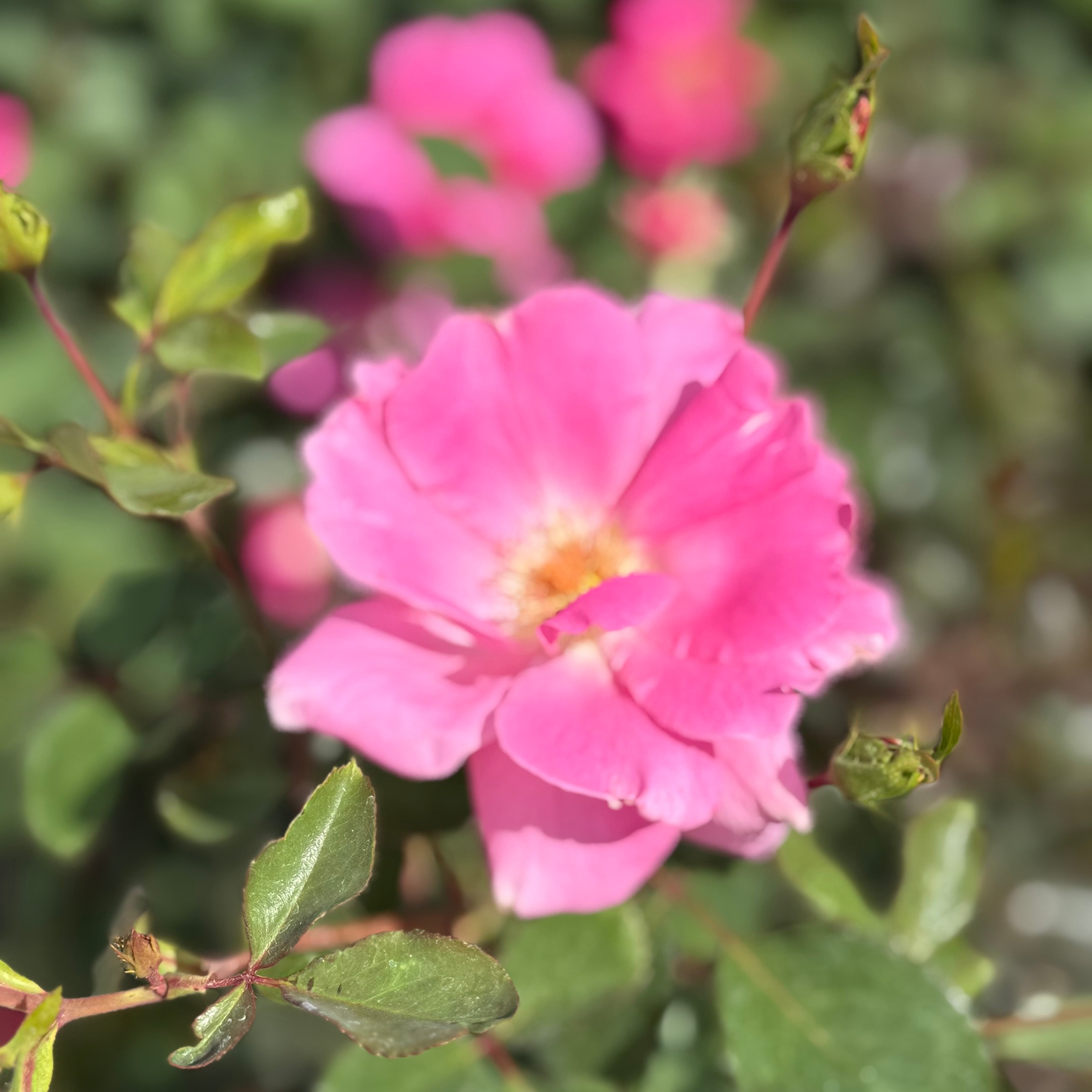 Carefree Wonder™ Potted Rose Bush