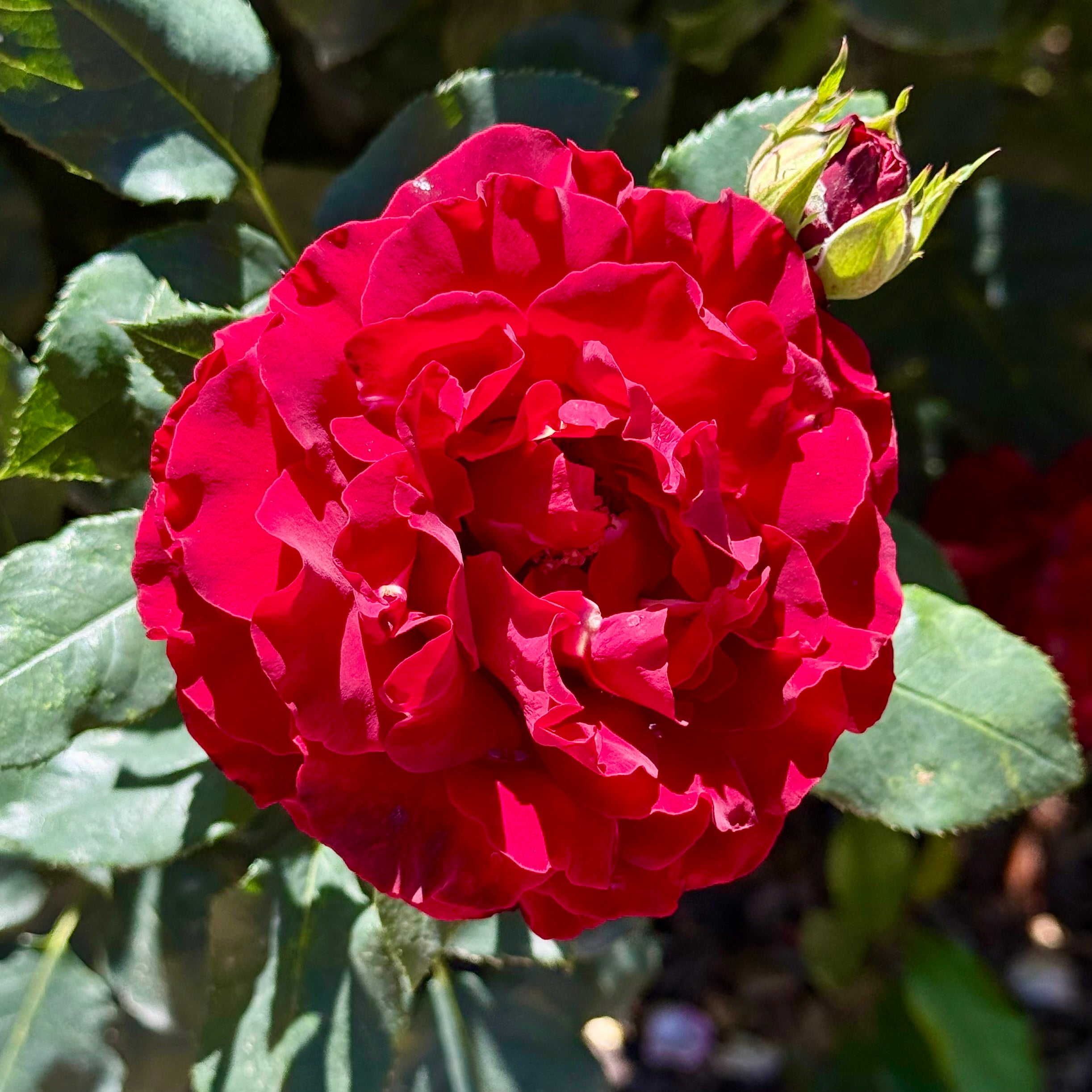 Dancing in the Dark™ Potted Rose Bush