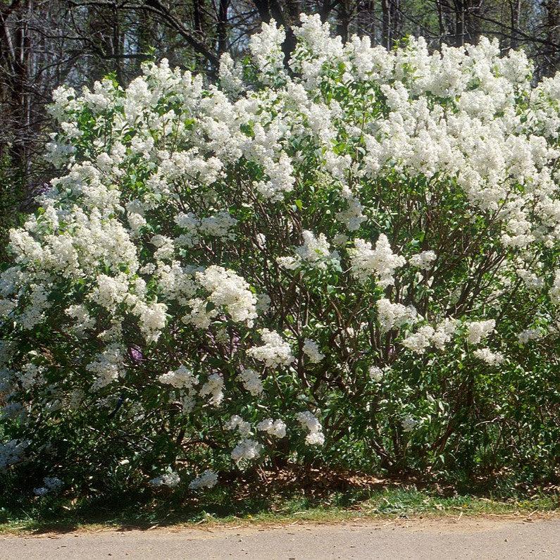 Lilac 'Betsy Ross' Potted Lilac Plant
