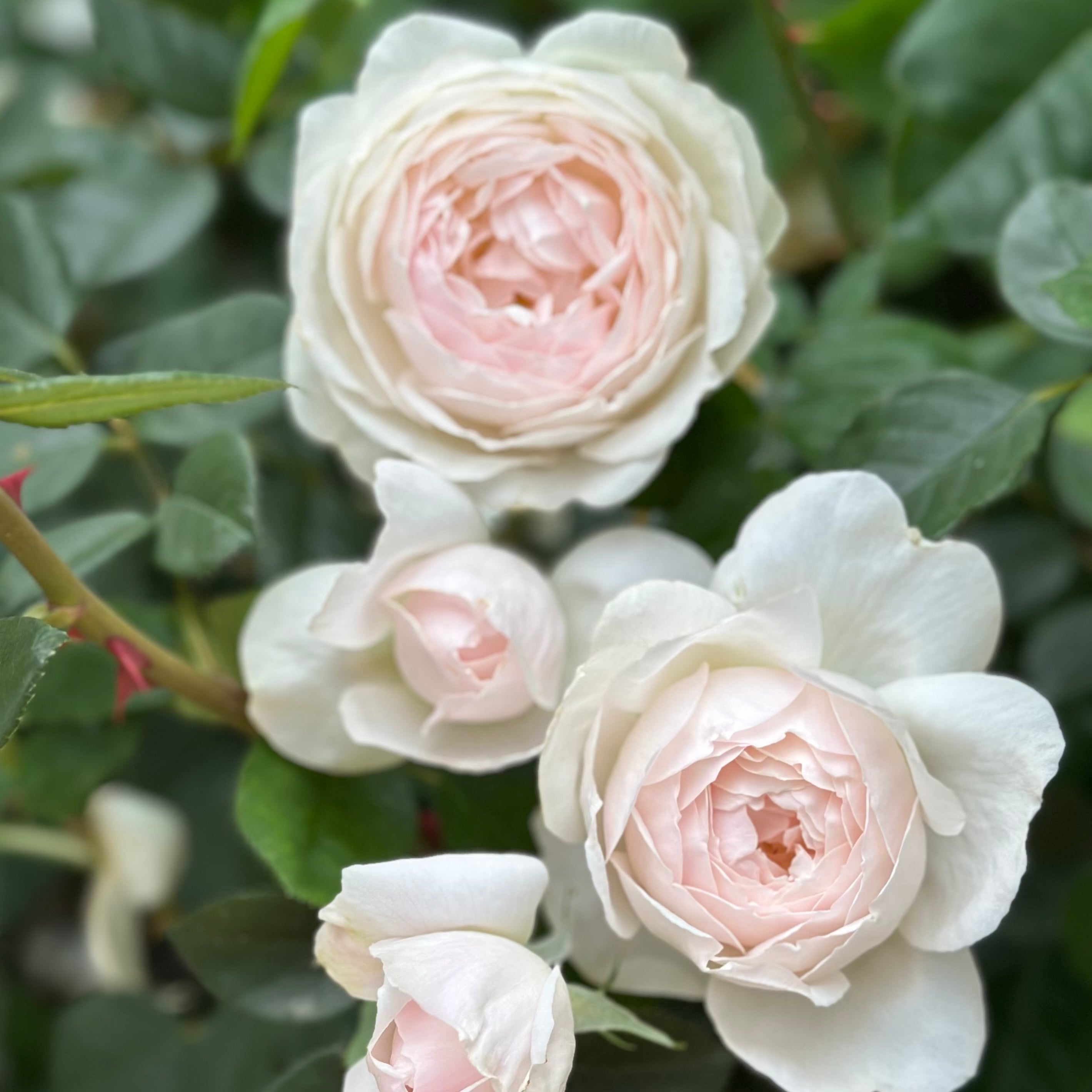 David Austin® Desdemona® Potted Tree Rose