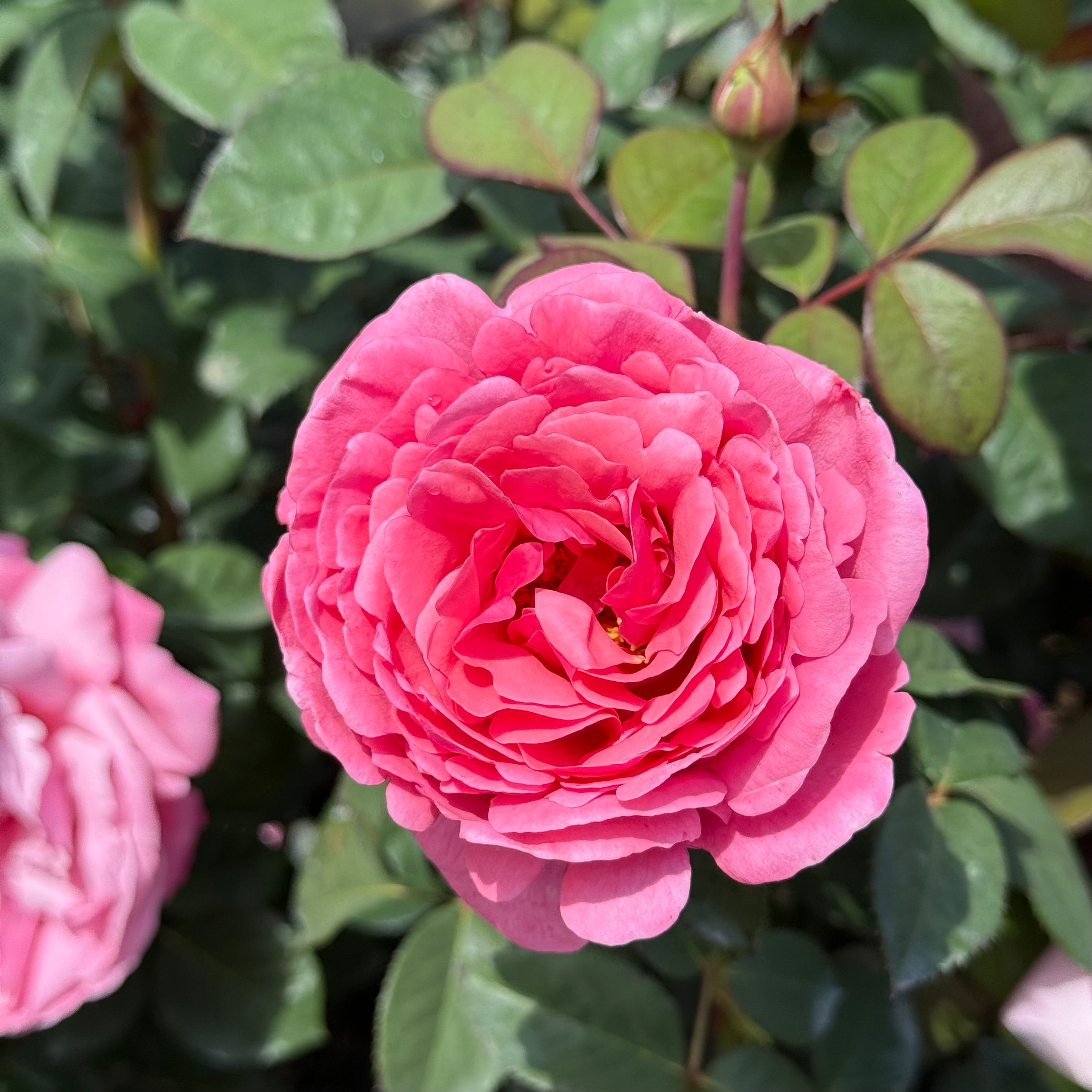 Dee-Lish® Bare Root Rose Bush