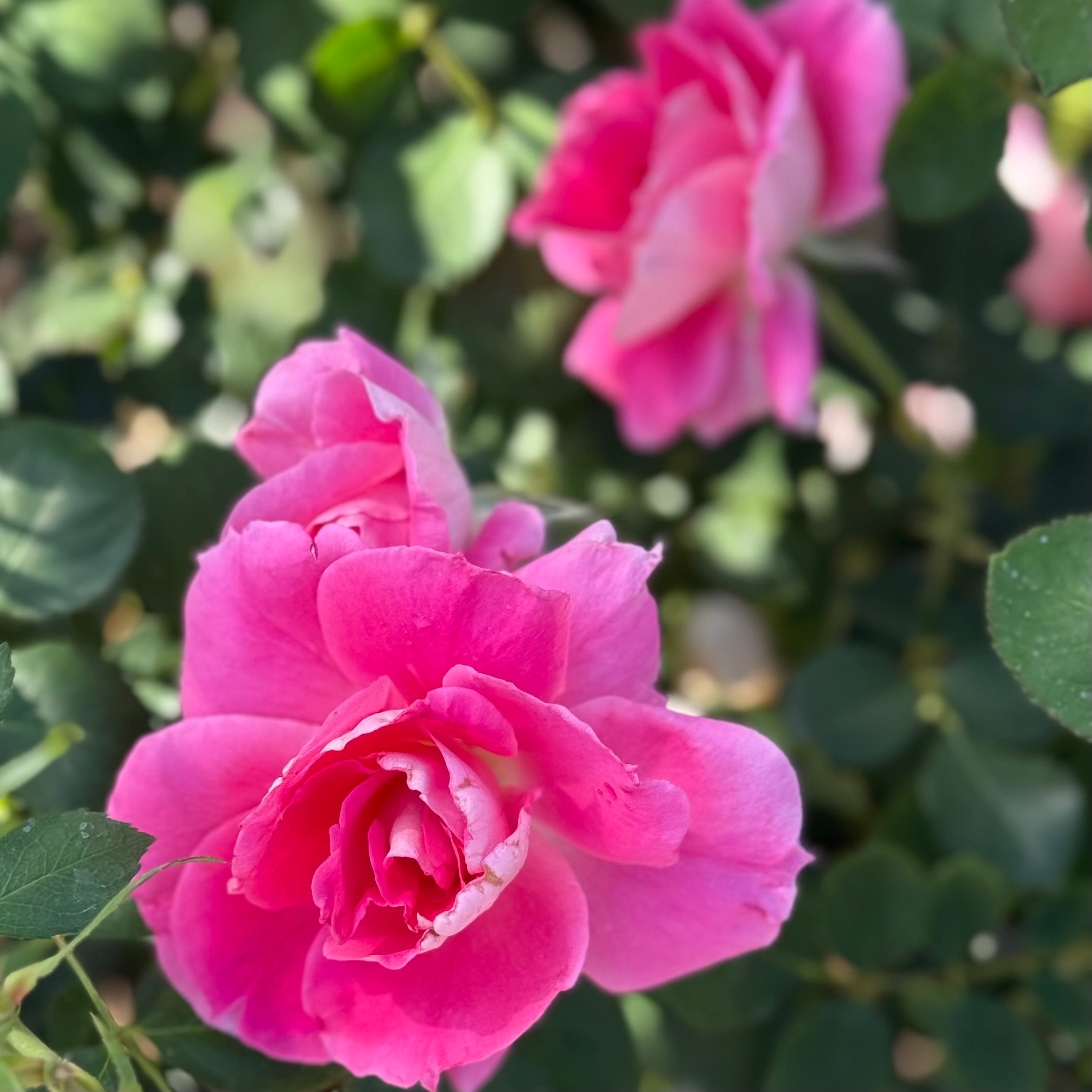 Brilliant Pink Iceberg Potted Rose Bush