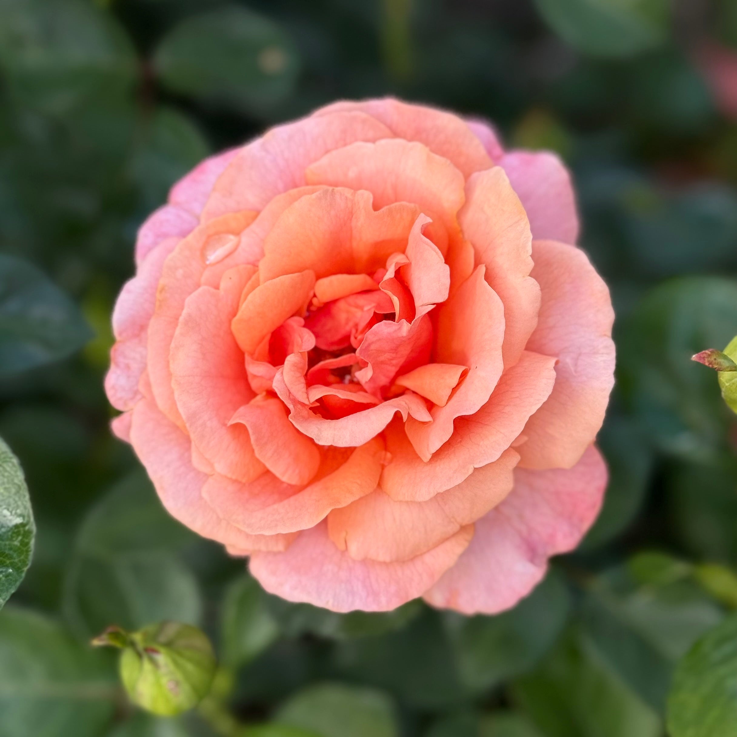 Easy Does It® Potted Tree Rose