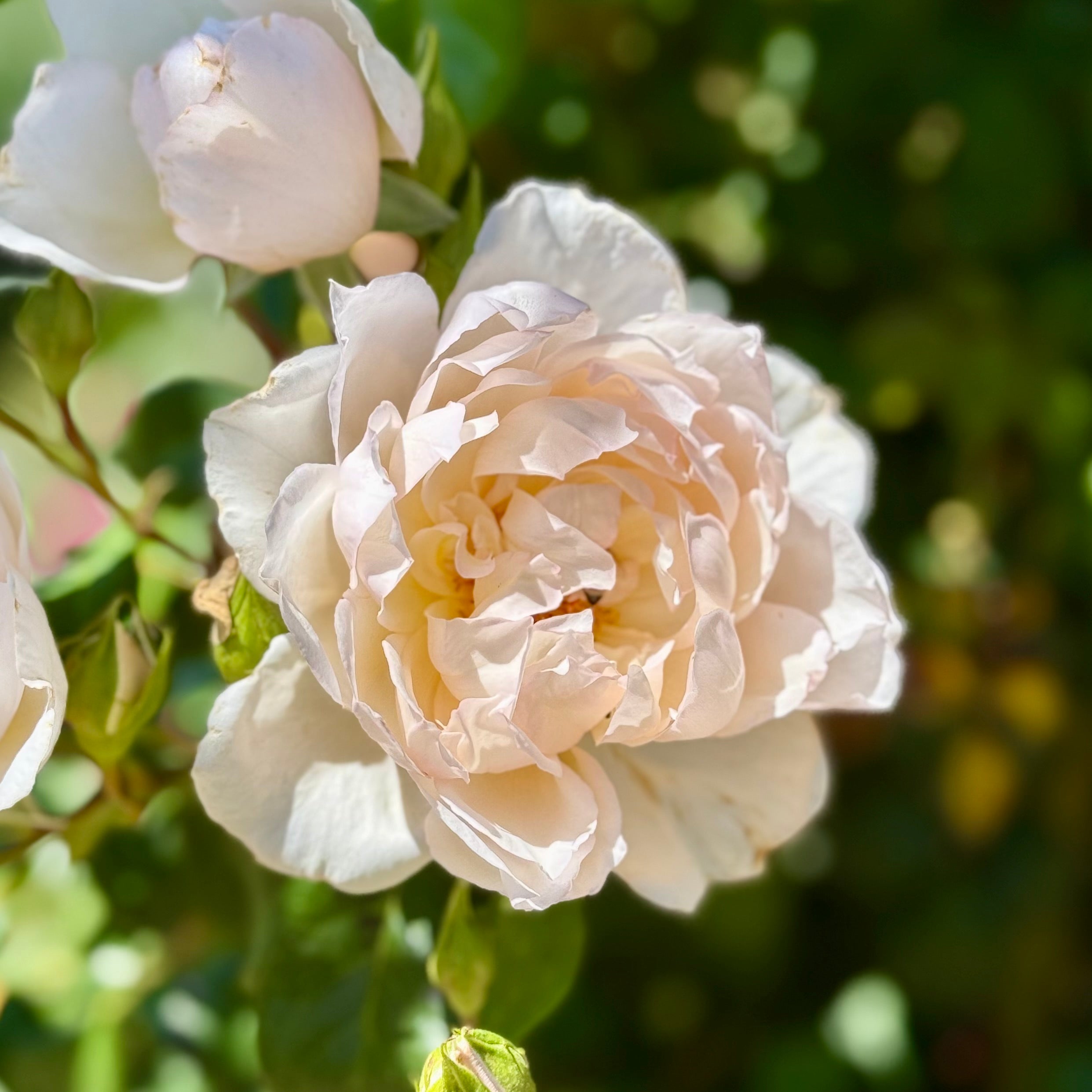 David Austin® The Generous Gardener® Potted Rose Bush