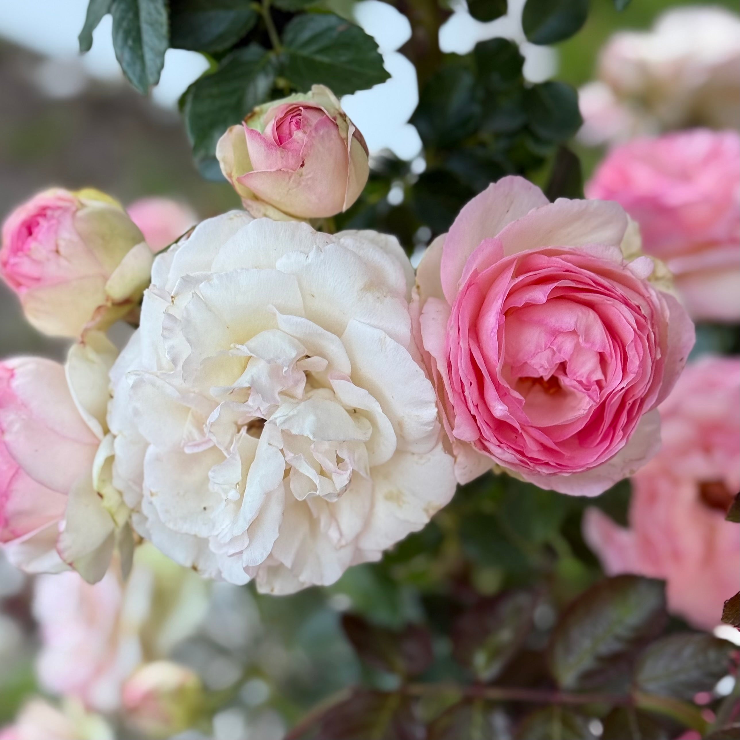 Eden Climber® Potted Climbing Rose