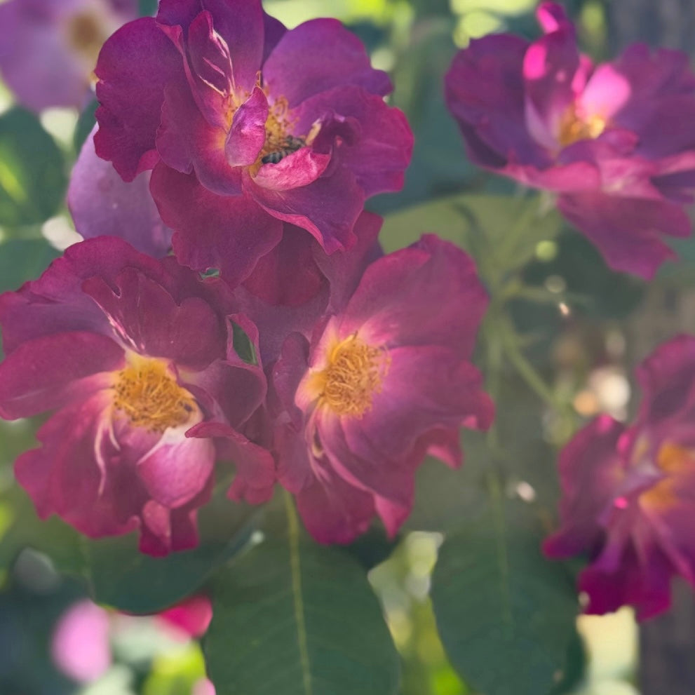 Burgundy Iceberg Potted Tree Rose