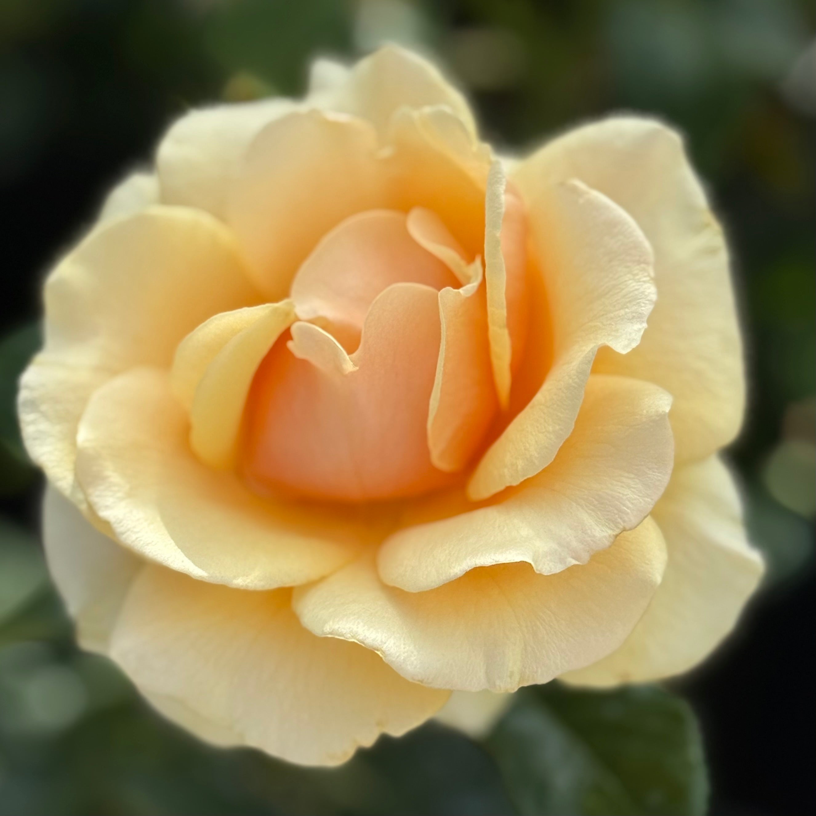 St Tropez™ Potted Rose Bush