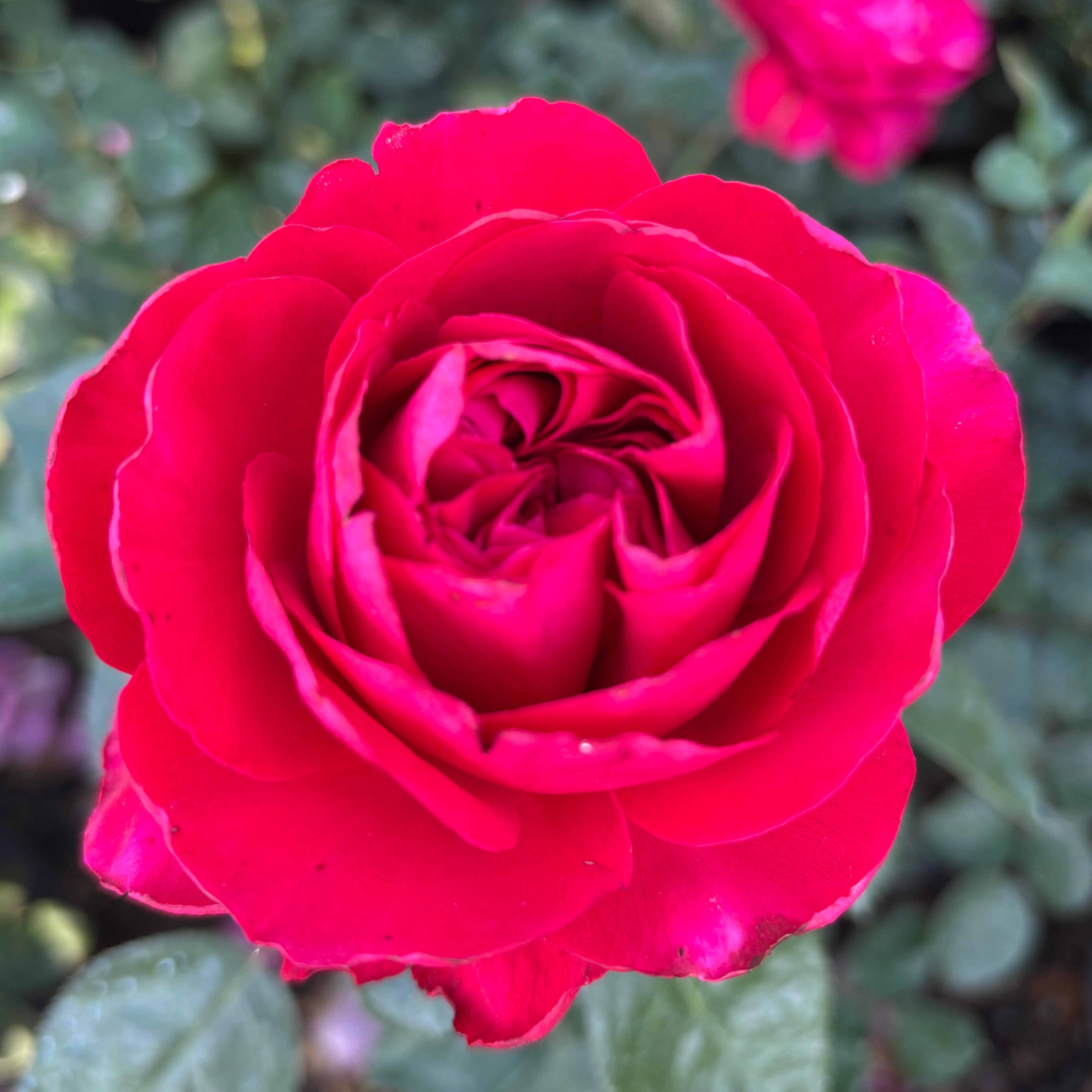 Tiamo™ Potted Rose Bush