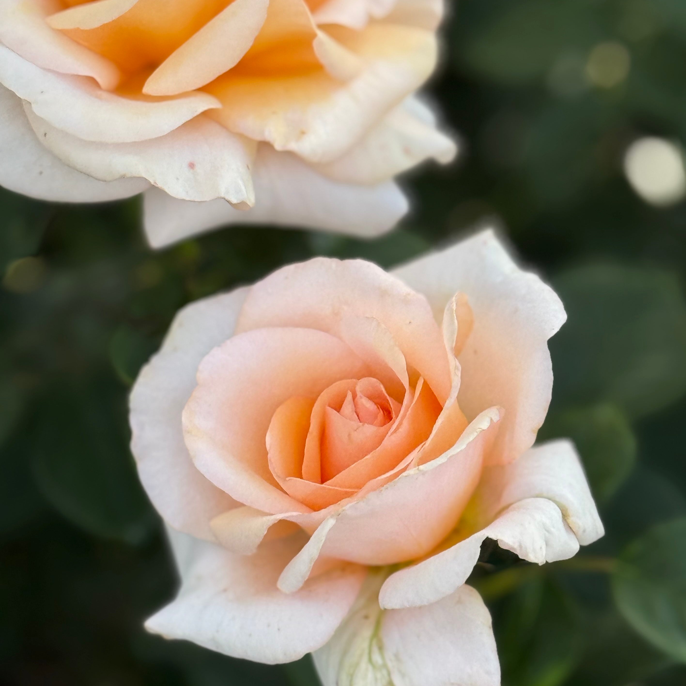 Sunset Celebration Potted Rose Bush