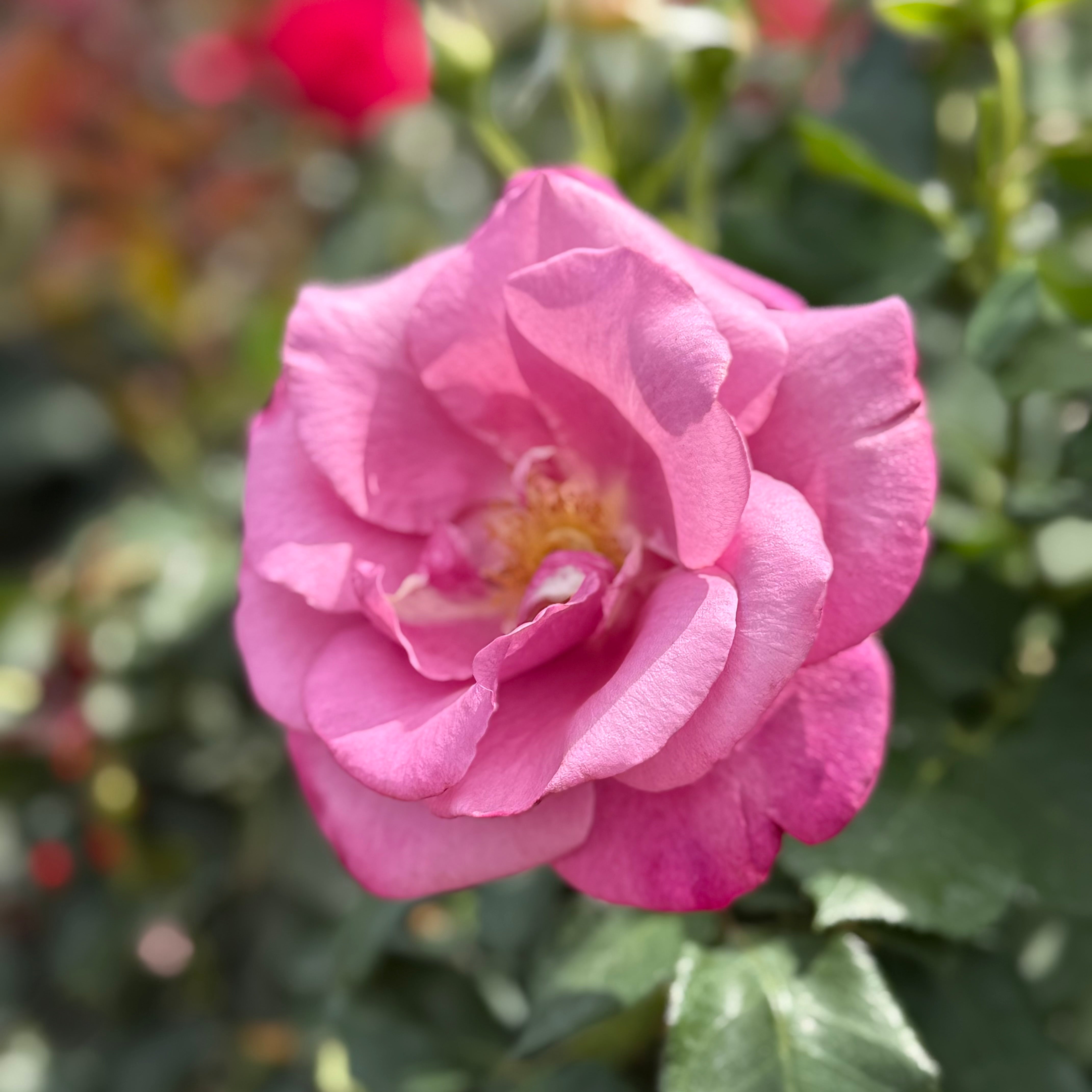 Fragrant Plum Potted Rose Bush
