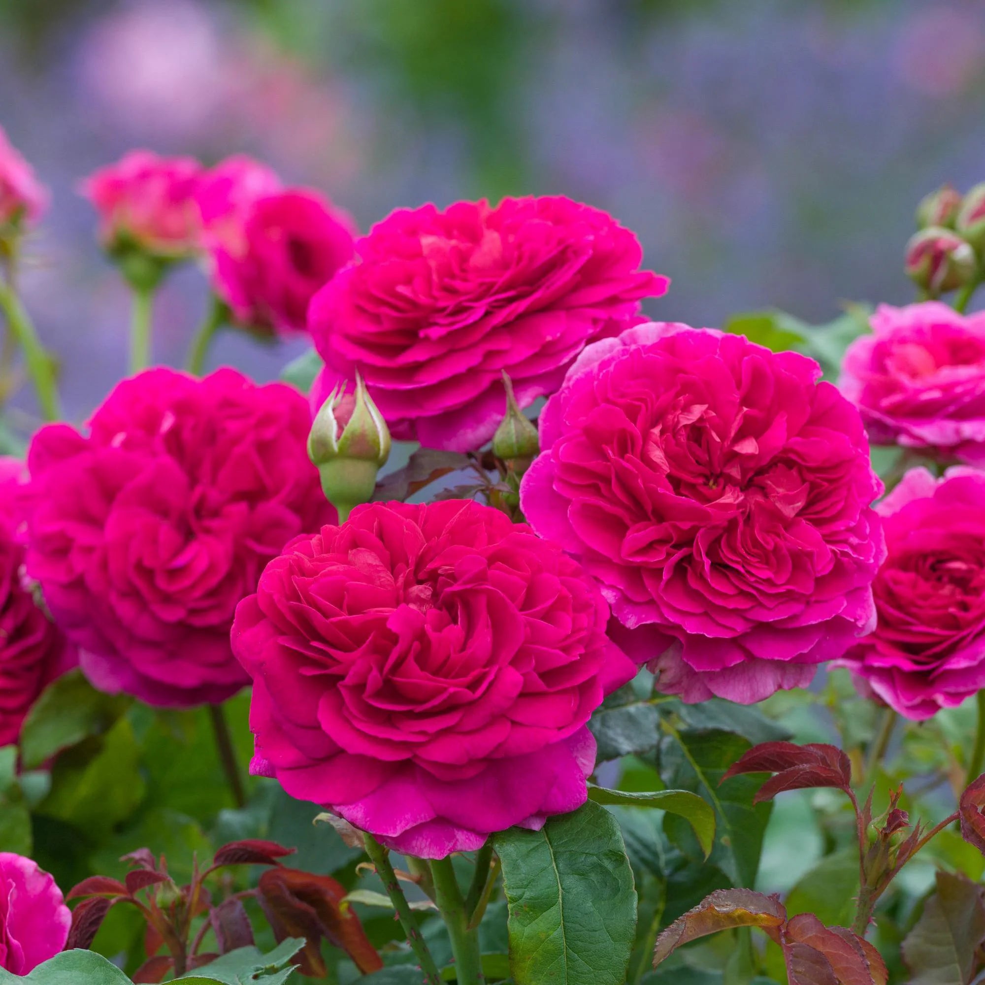 David Austin® Gabriel Oak Potted Rose Bush
