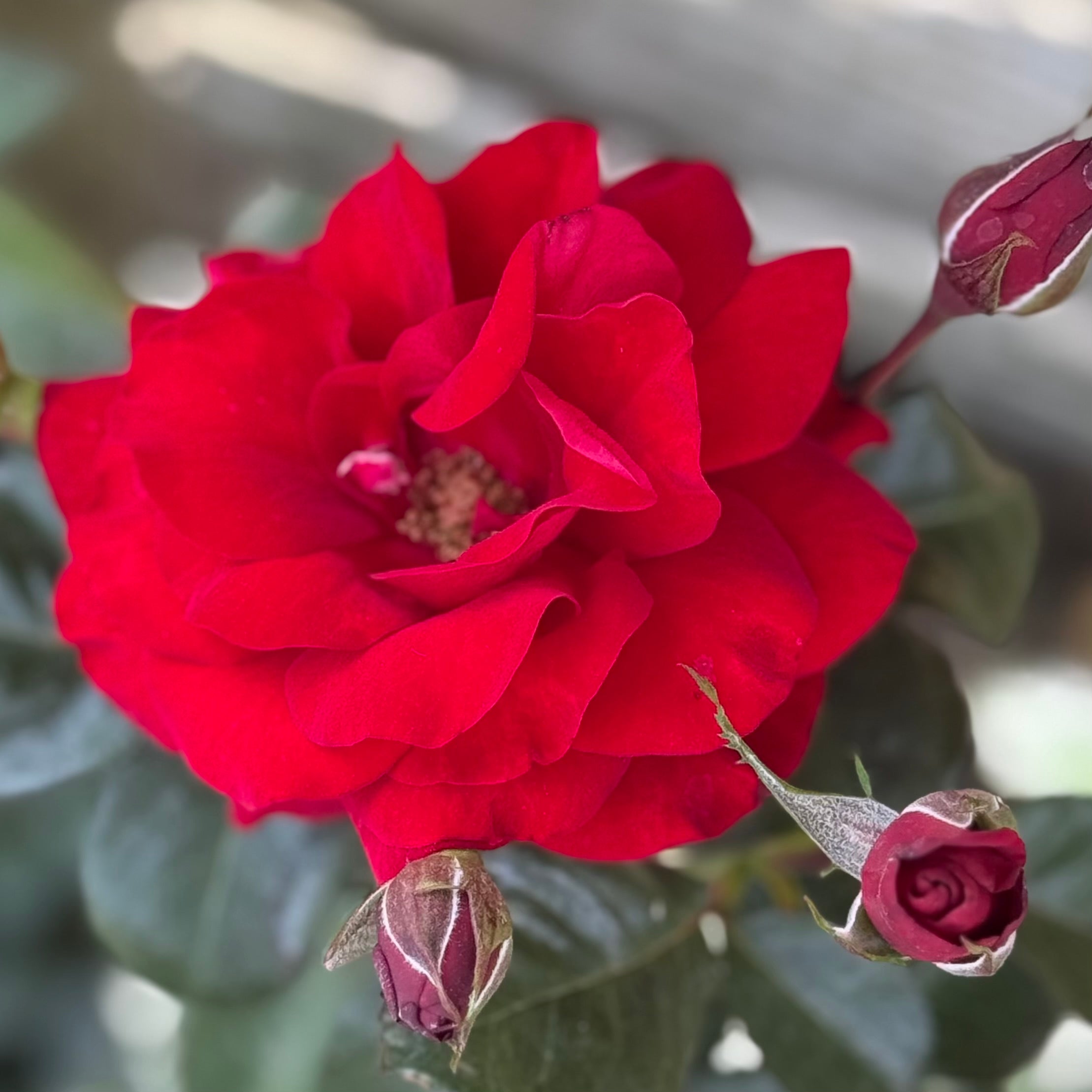 Preference™ Potted Rose Bush