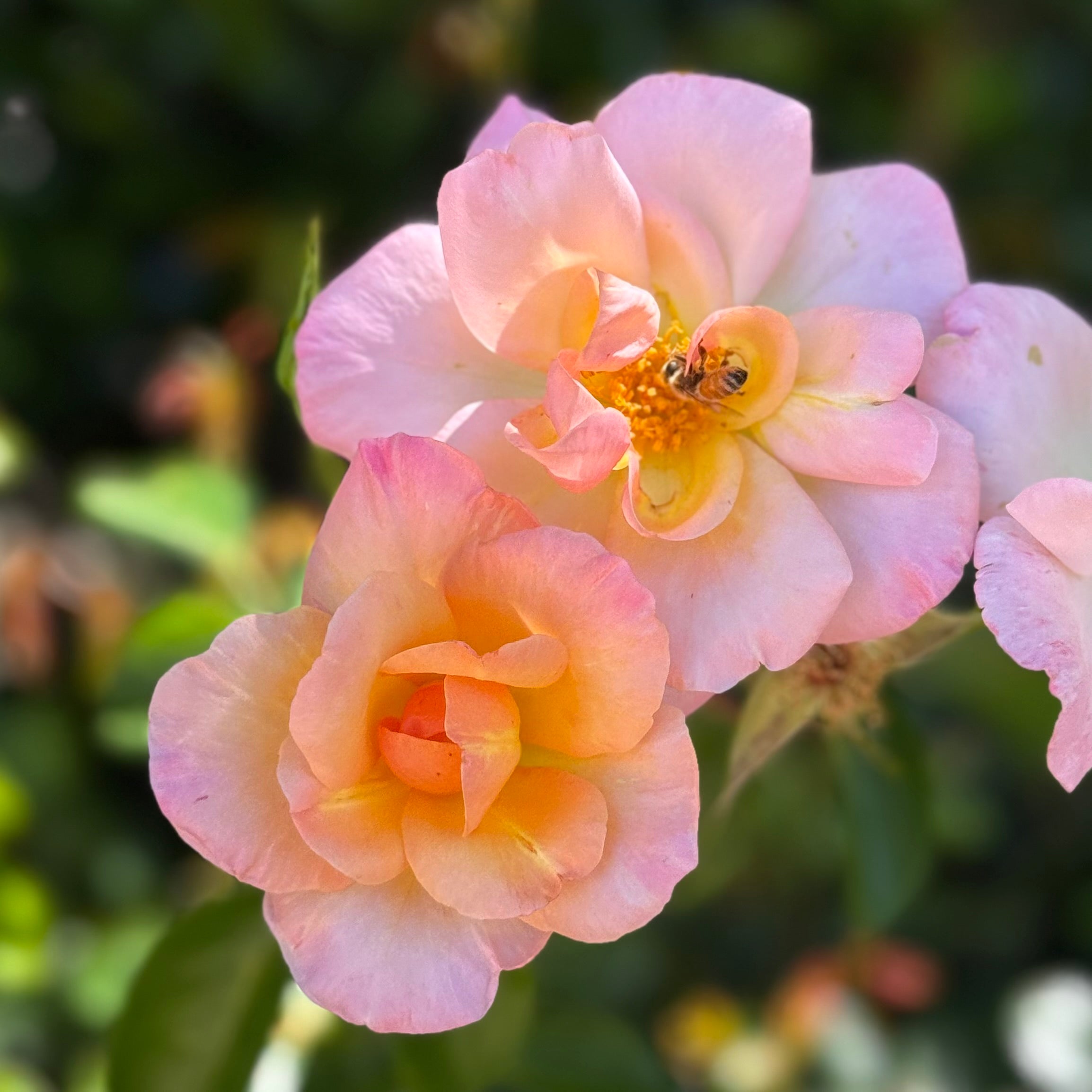 Bright and Shiny™ Potted Rose Bush