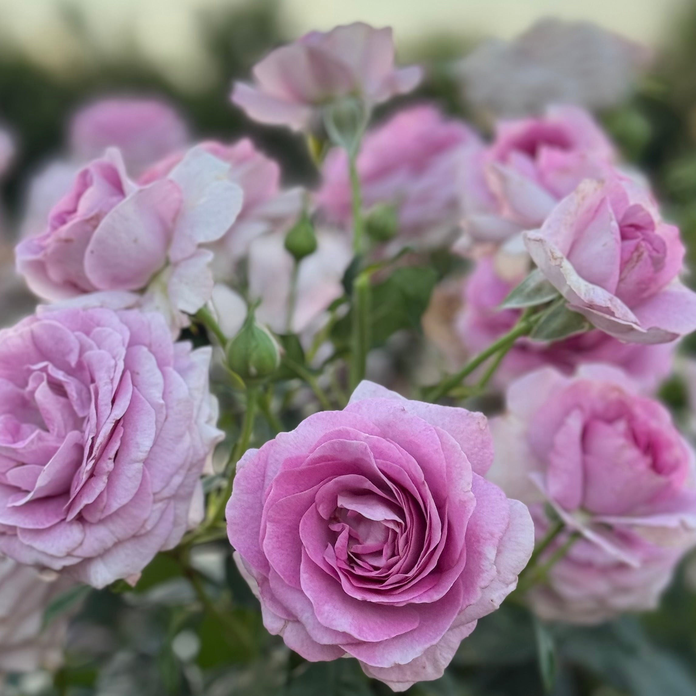 Violet's Pride™ Bare Root Rose Bush